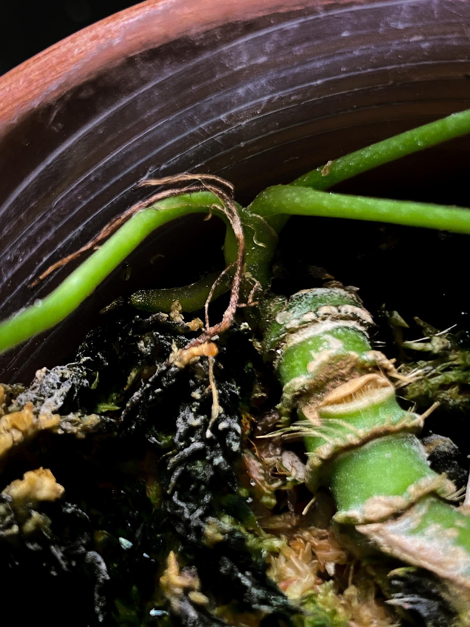 Anthurium Pallidiflorum Super Narrow 3 Leaves  Multiple Nodes 1 Sprout Rooted