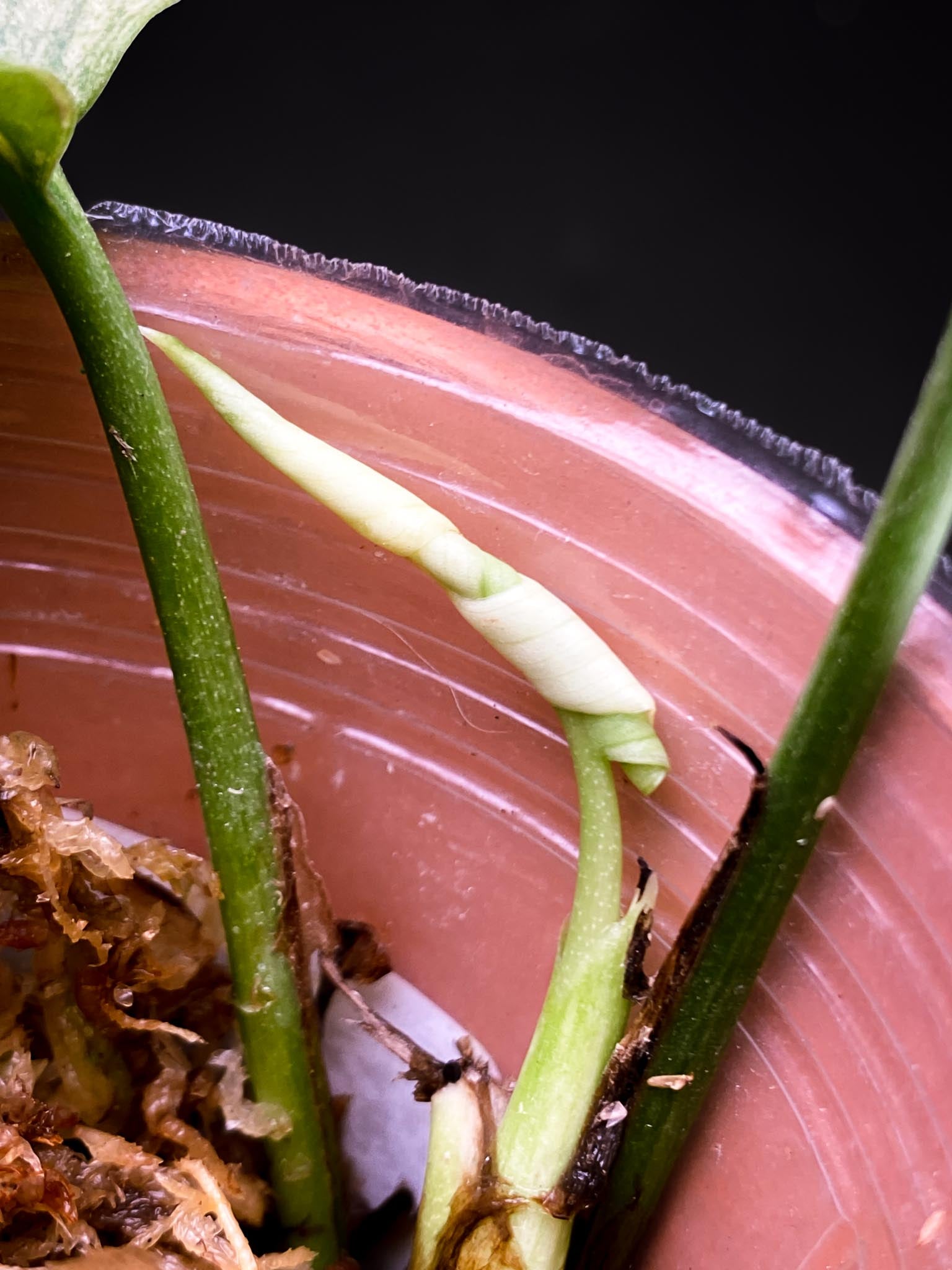 Rhaphidophora tetrasperma variegated white monster 2 Leaves  Multiple Nodes 3 Sprout Rooted