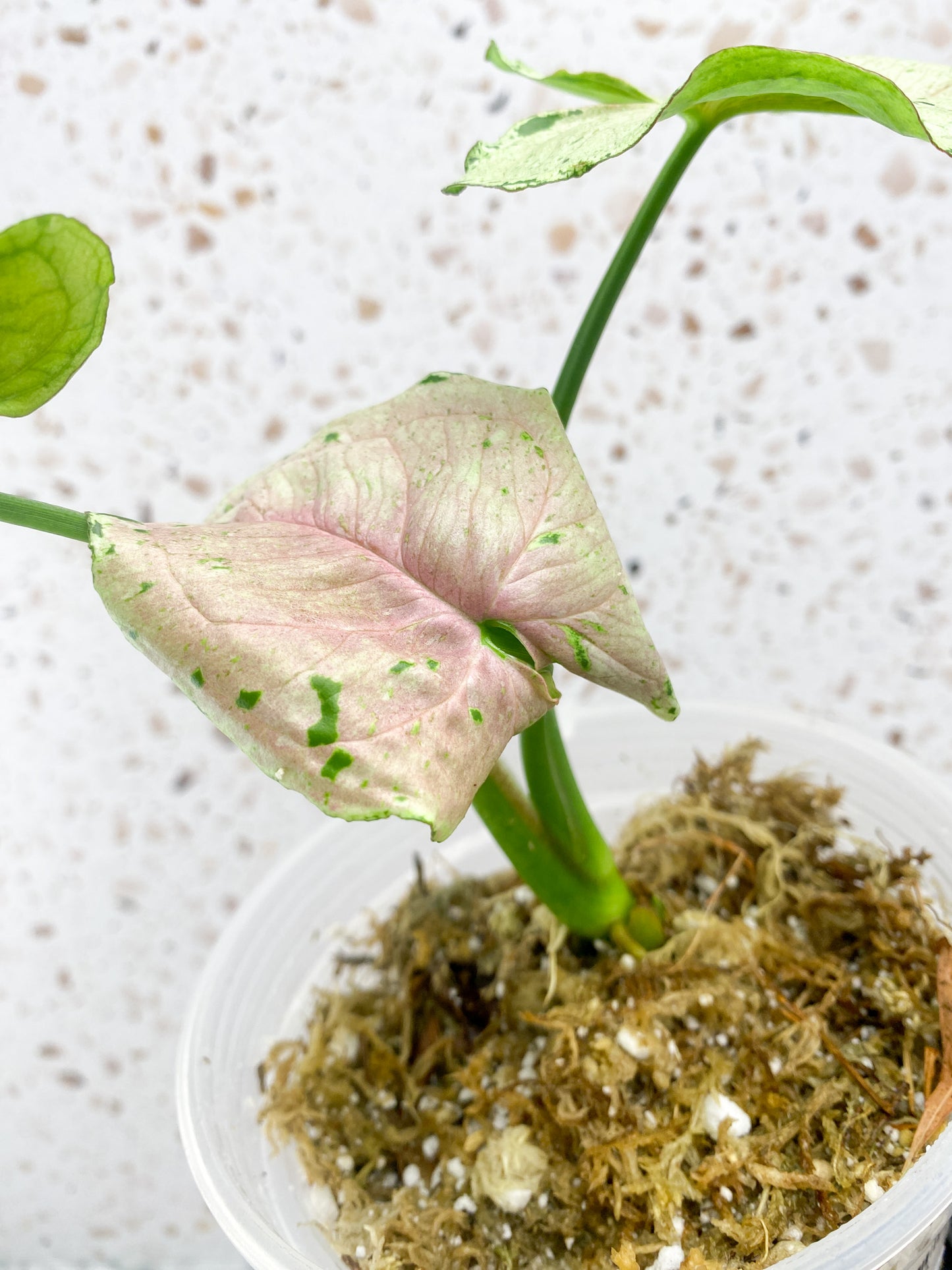 Syngonium Green Splash 3 leaves