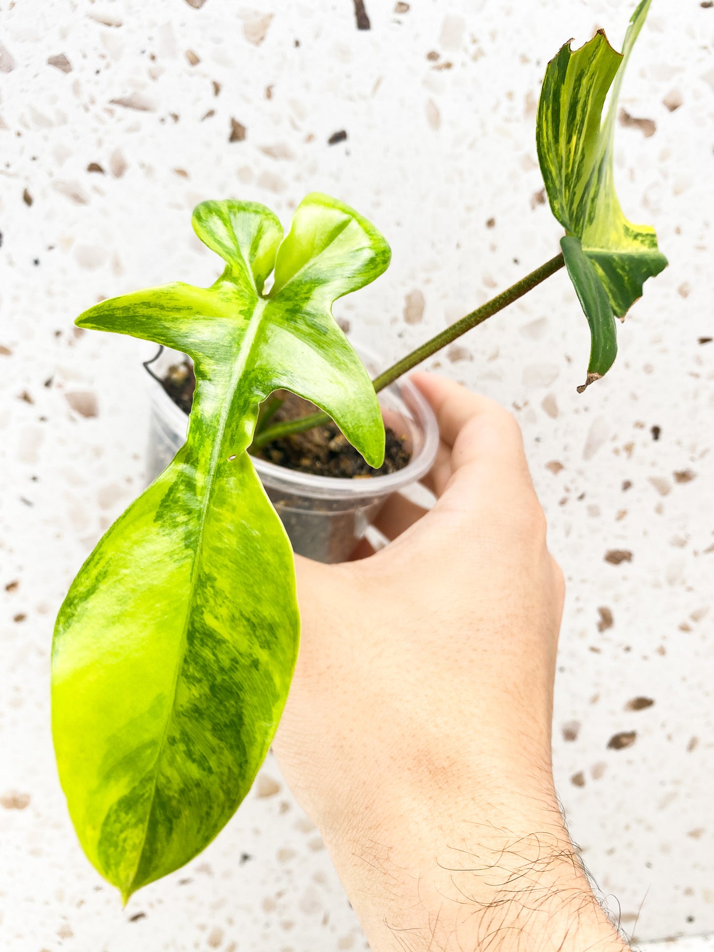Philodendron Florida Beauty 2 leaf top cutting
