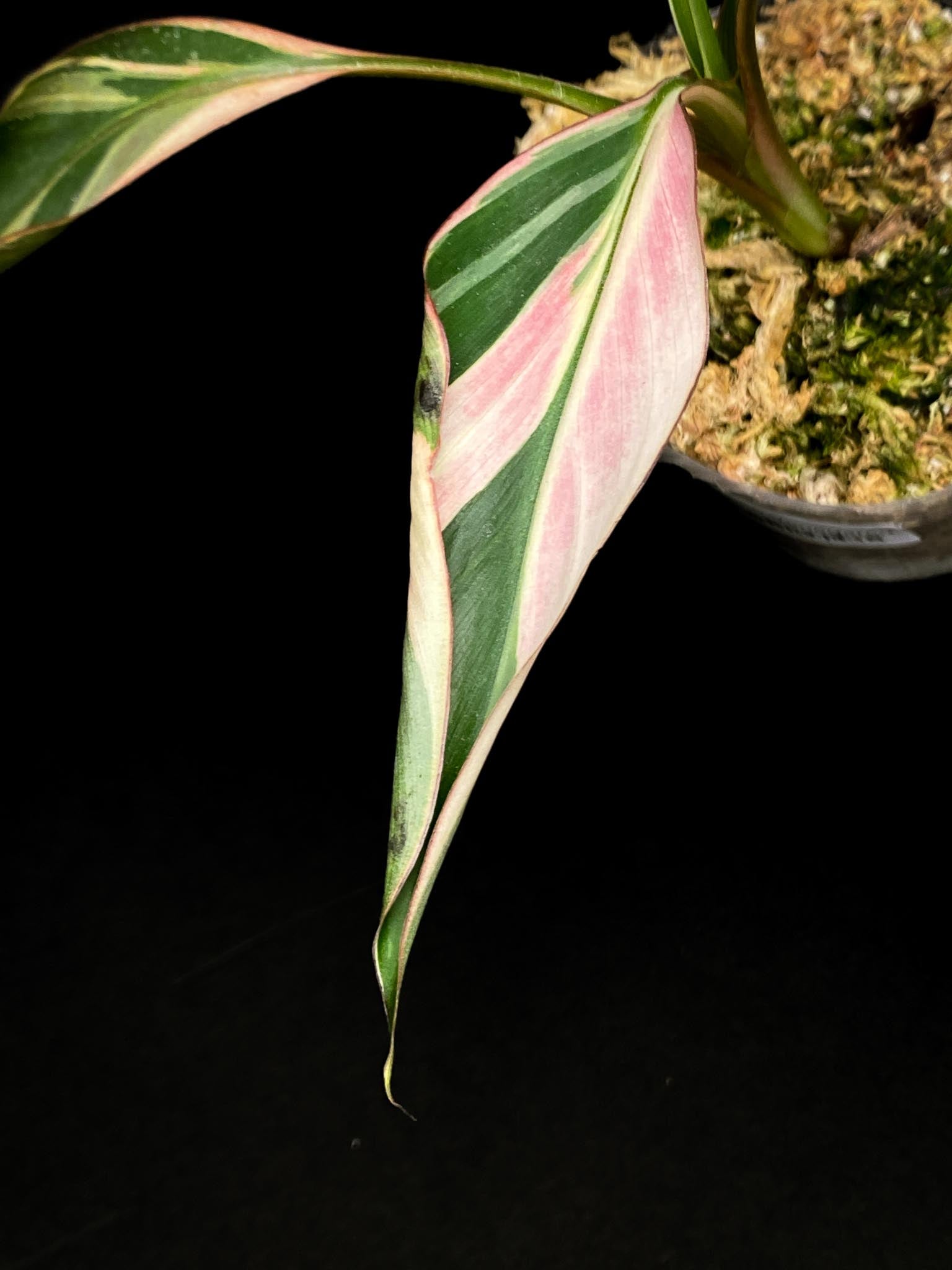 Musa NONO Variegated 4 Leaves  4 Nodes  Rooted