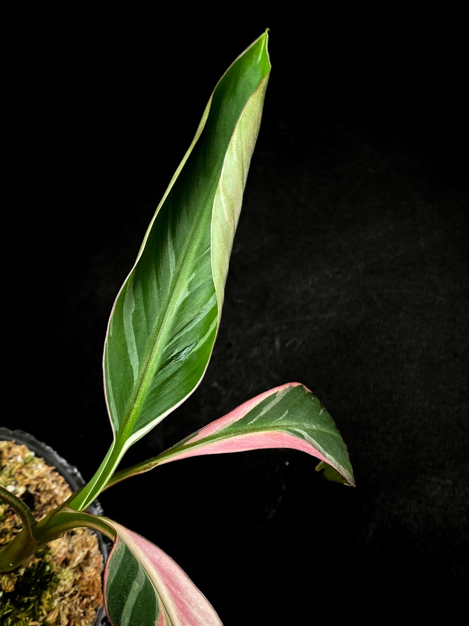 Musa NONO Variegated 4 Leaves  4 Nodes  Rooted