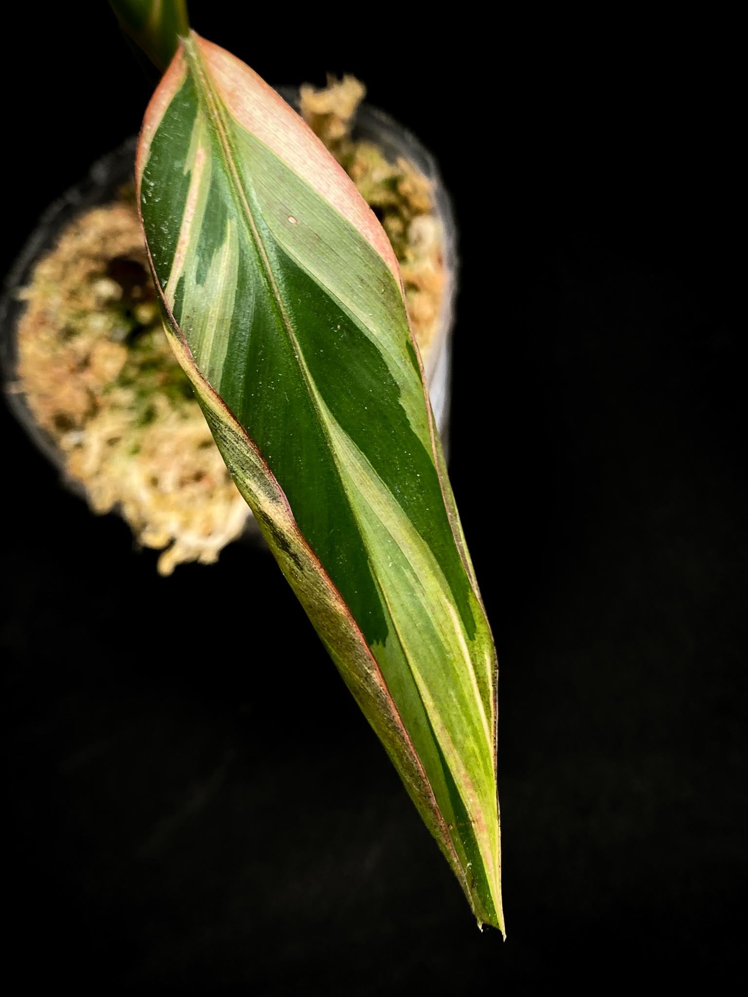 Musa NONO Variegated 4 Leaves  4 Nodes  Rooted