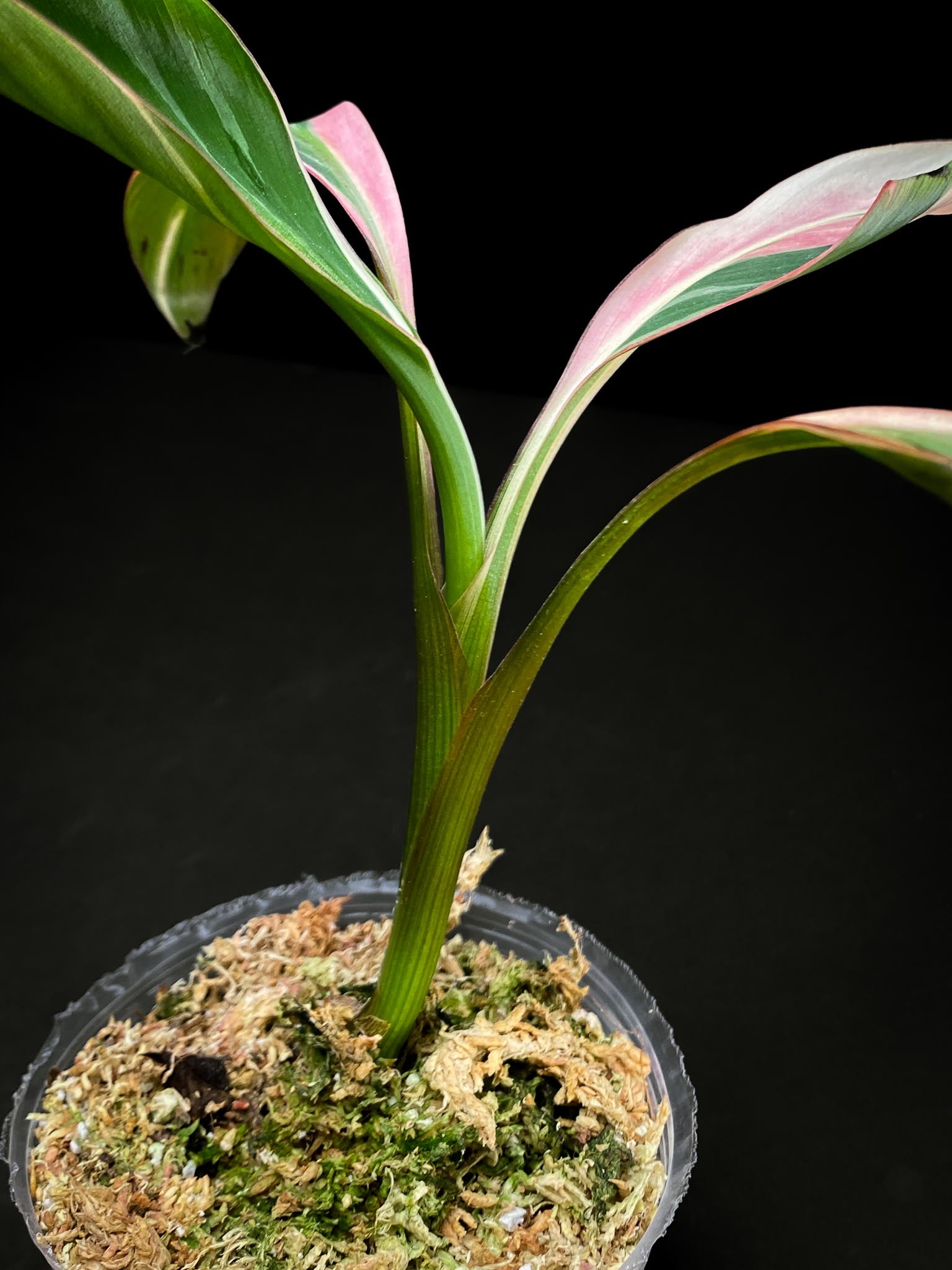 Musa NONO Variegated 4 Leaves  4 Nodes  Rooted