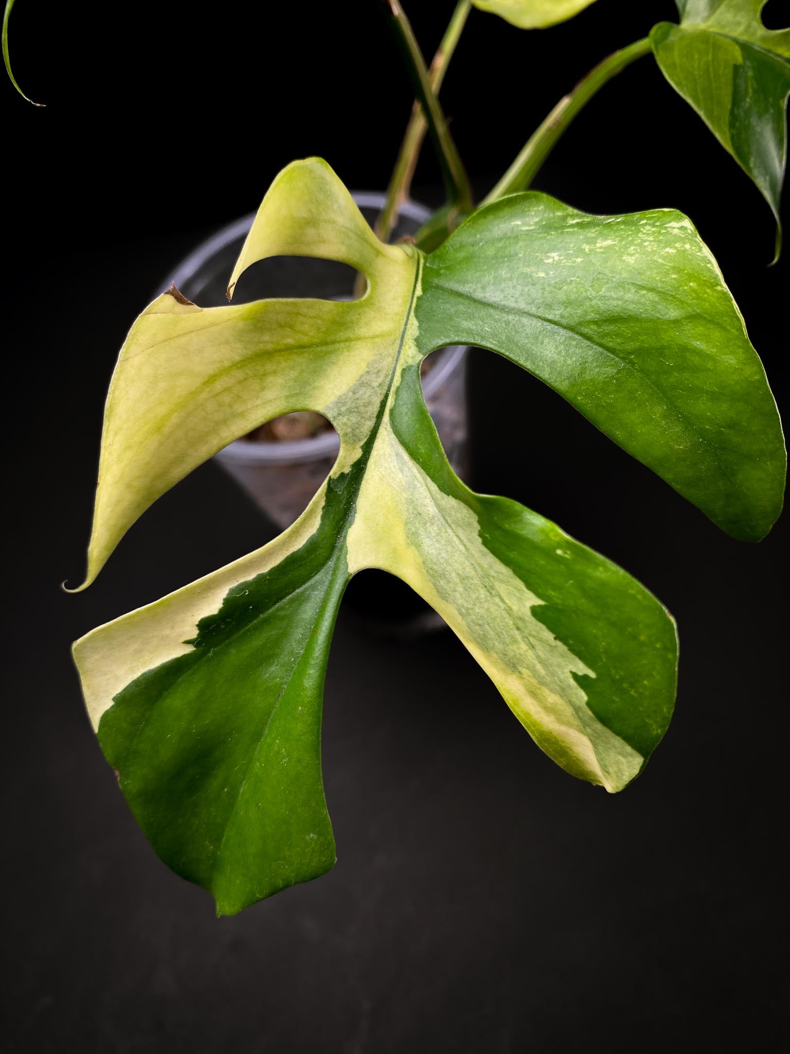 Rhaphidophora tetrasperma variegated 4 Leaves  Multiple Nodes Rooted