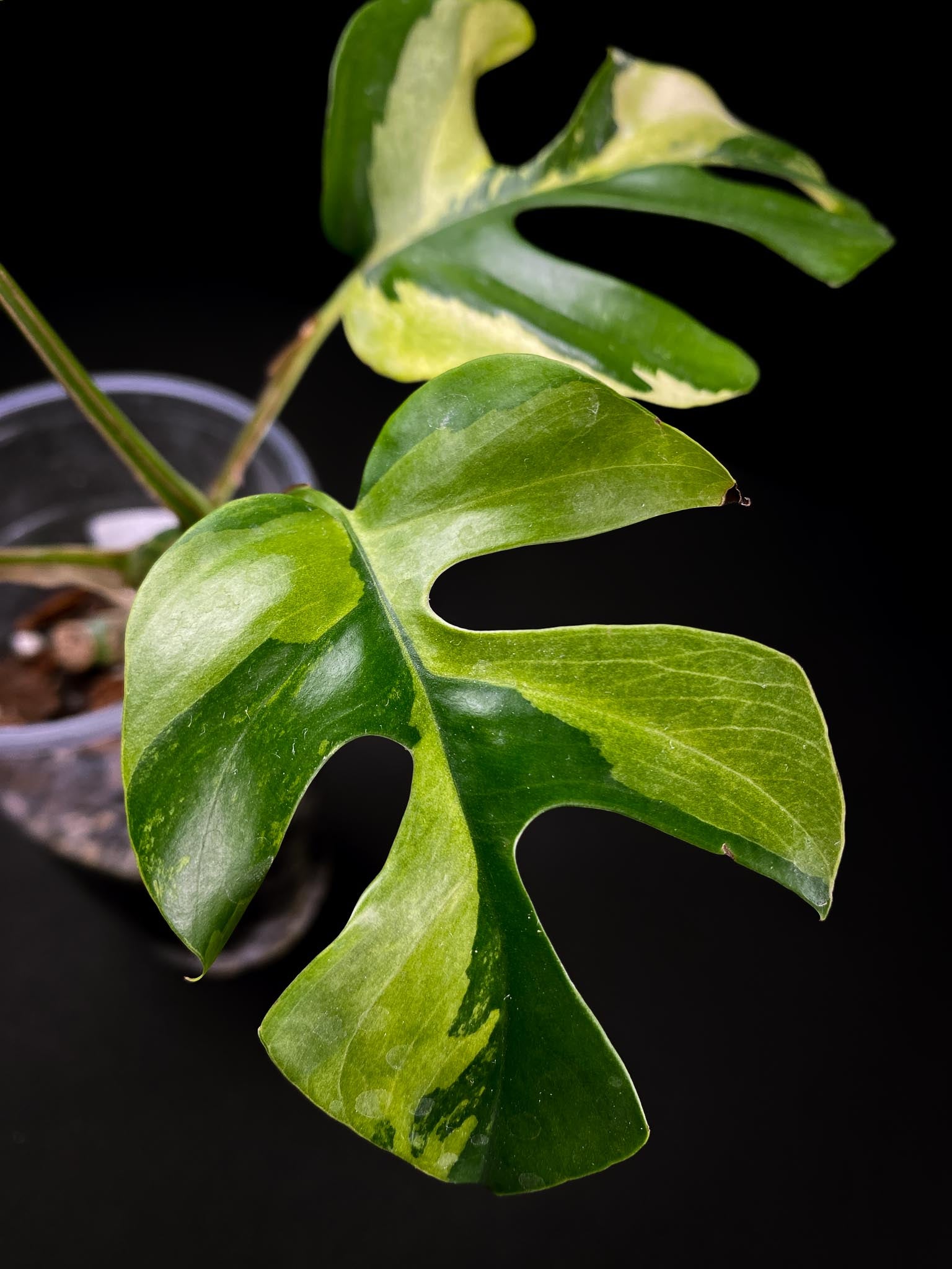 Rhaphidophora tetrasperma variegated 4 Leaves  Multiple Nodes Rooted