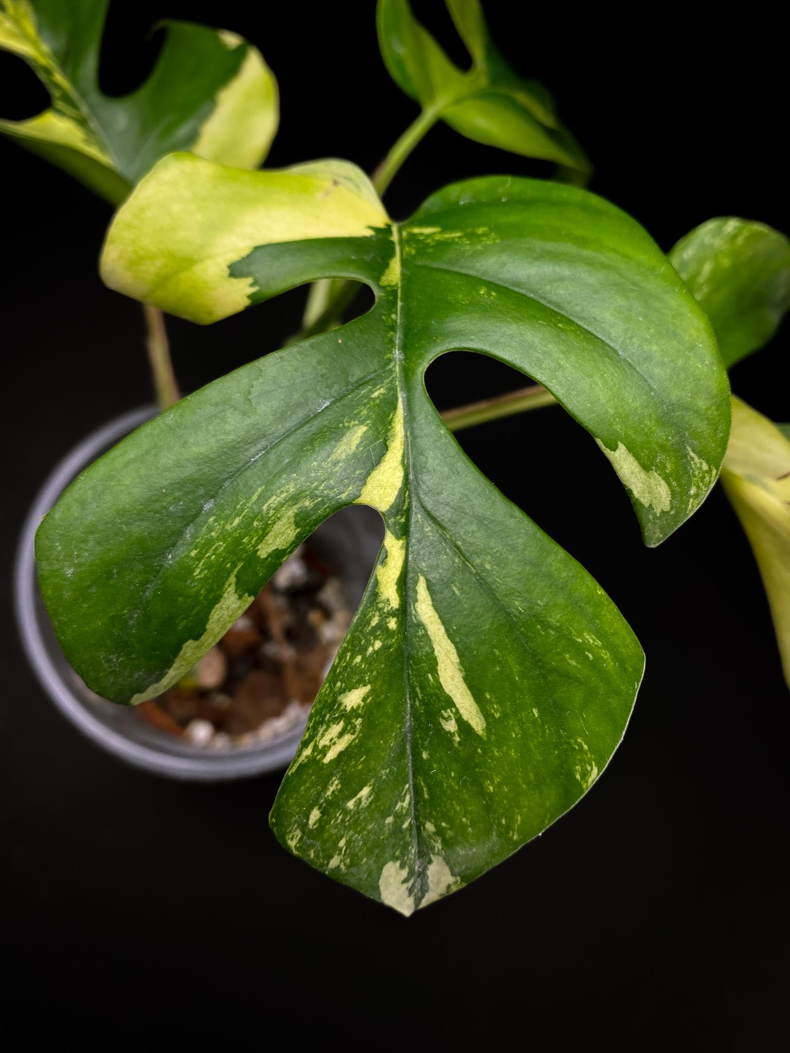 Rhaphidophora tetrasperma variegated 4 Leaves  Multiple Nodes Rooted