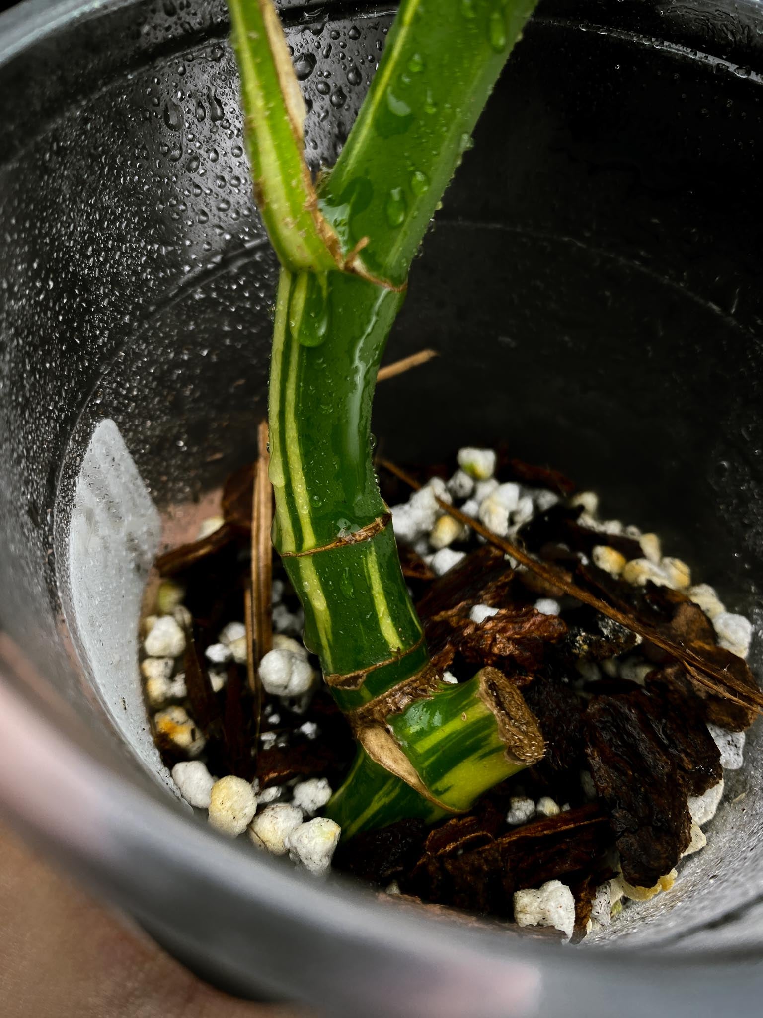 Rhaphidophora tetrasperma variegated 4 Leaves  Multiple Nodes Rooted