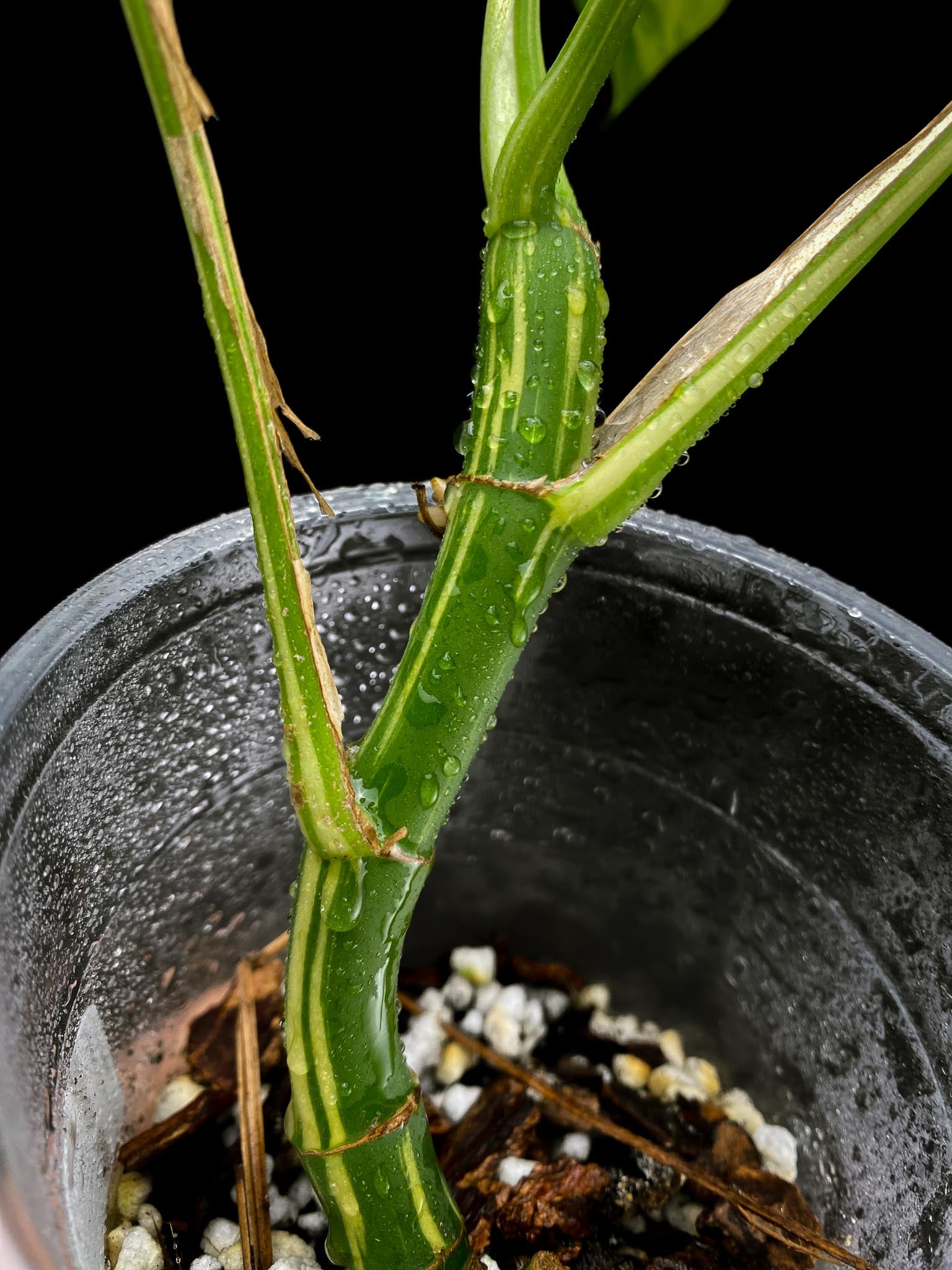 Rhaphidophora tetrasperma variegated 4 Leaves  Multiple Nodes Rooted