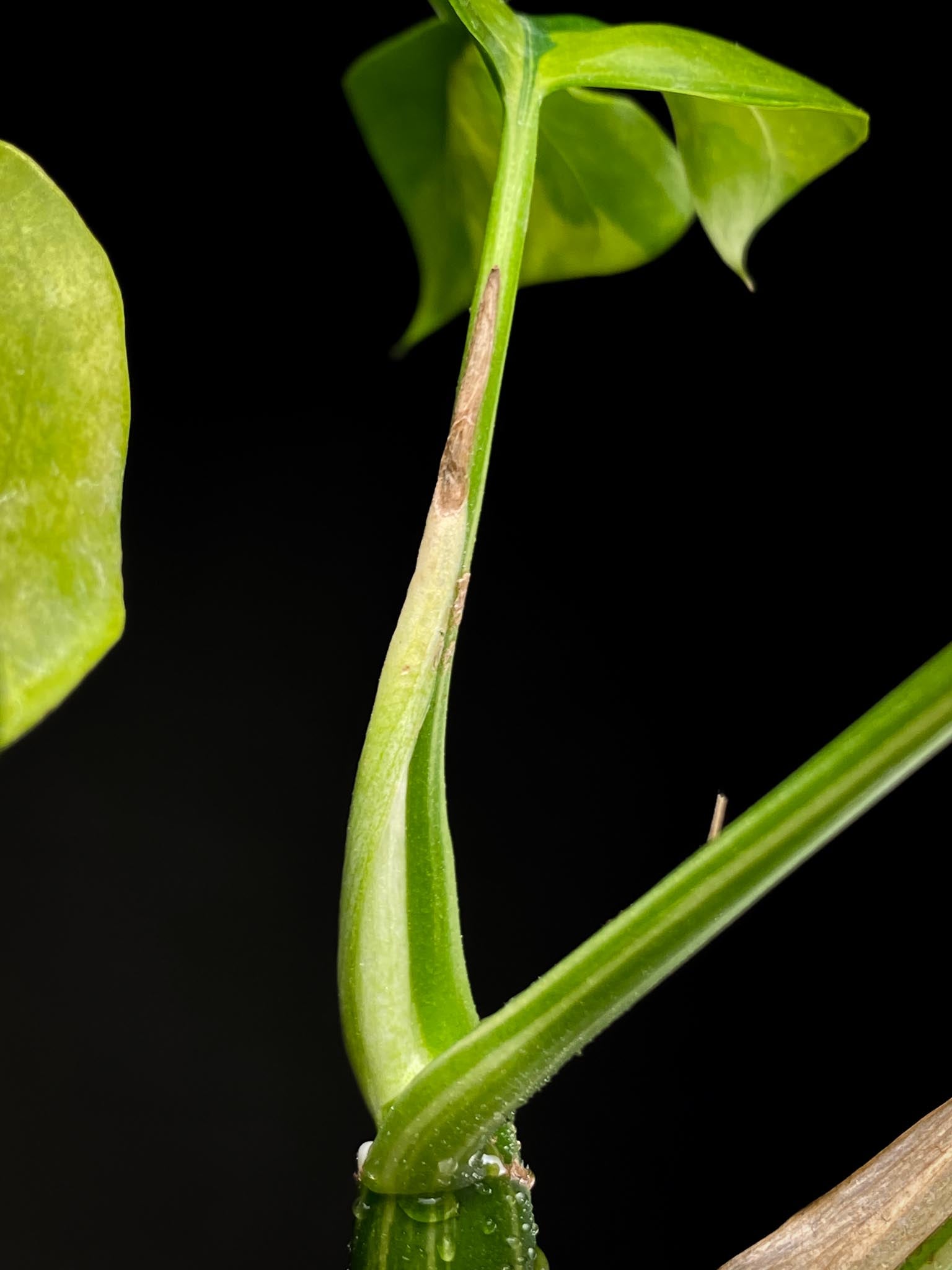 Rhaphidophora tetrasperma variegated 4 Leaves  Multiple Nodes Rooted