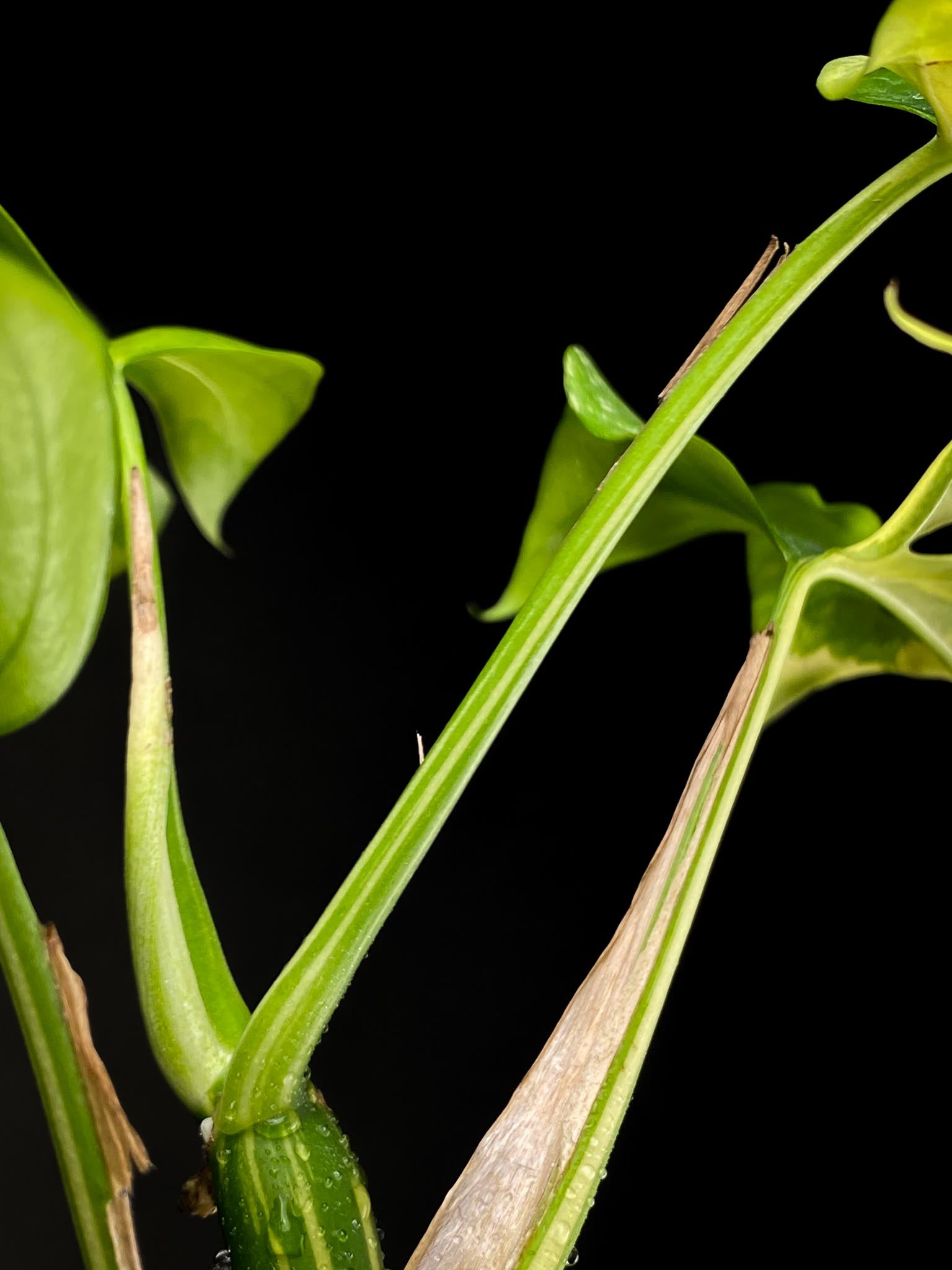 Rhaphidophora tetrasperma variegated 4 Leaves  Multiple Nodes Rooted