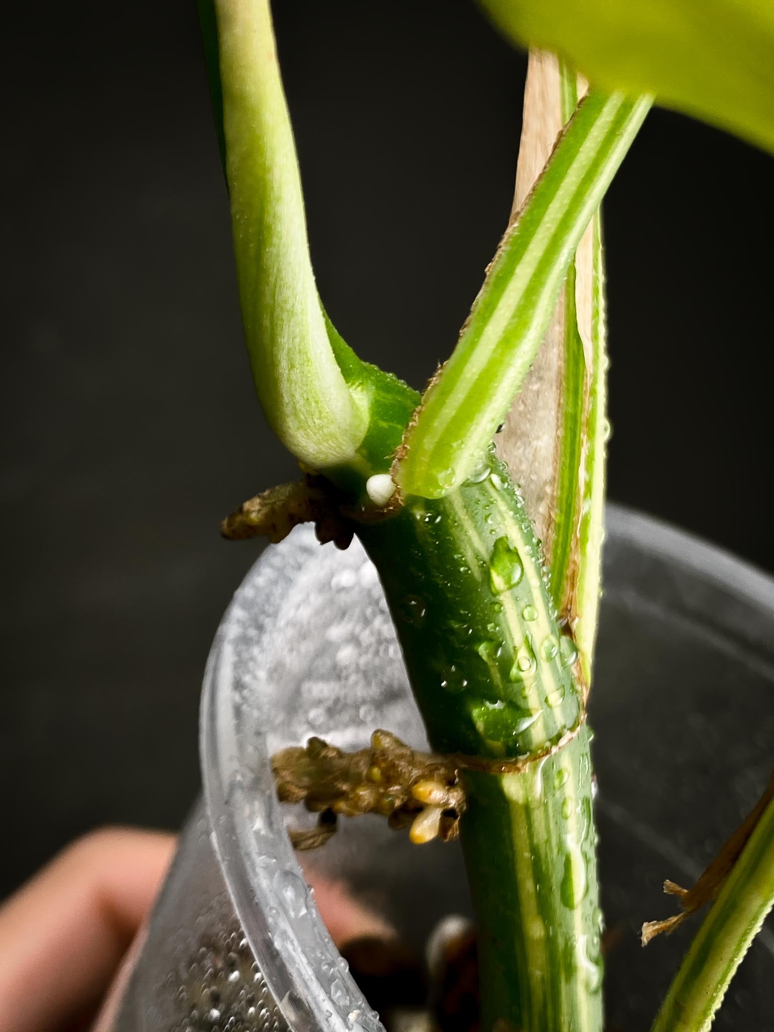 Rhaphidophora tetrasperma variegated 4 Leaves  Multiple Nodes Rooted