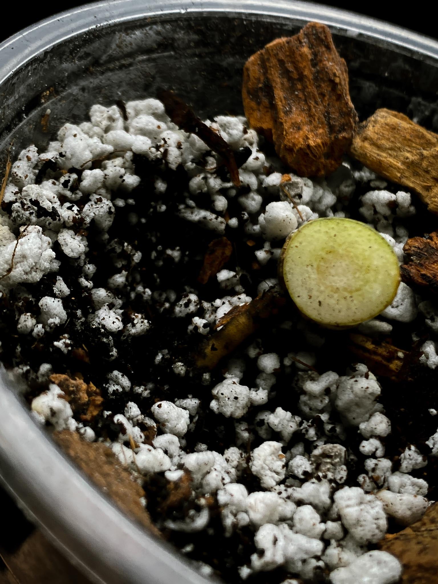 Rhaphidophora tetrasperma variegated 2 Nodes  Rooted