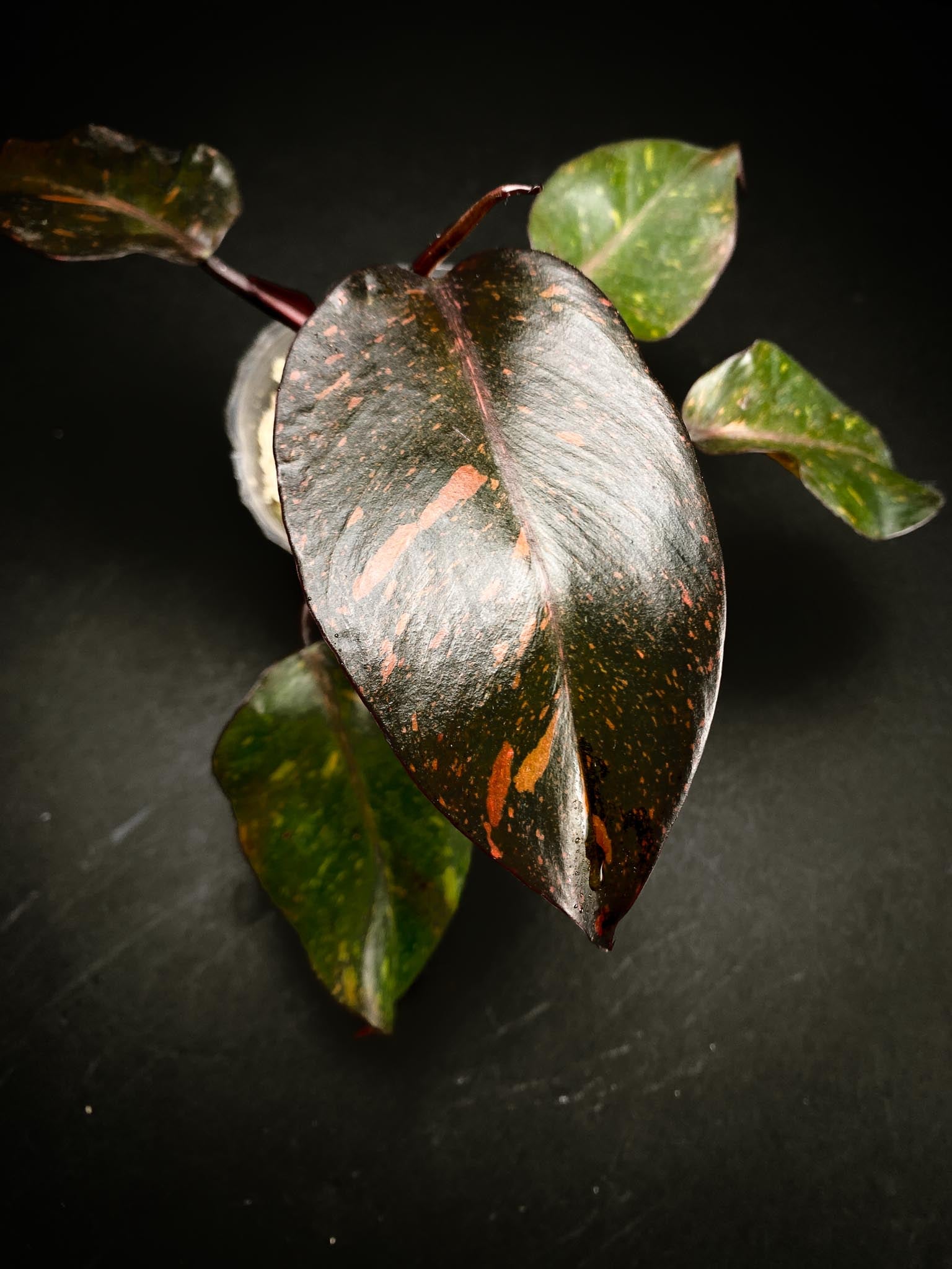 Philodendron Orange Princess Galaxy  5 Leaves Multiple Nodes Top Cutting Rooted