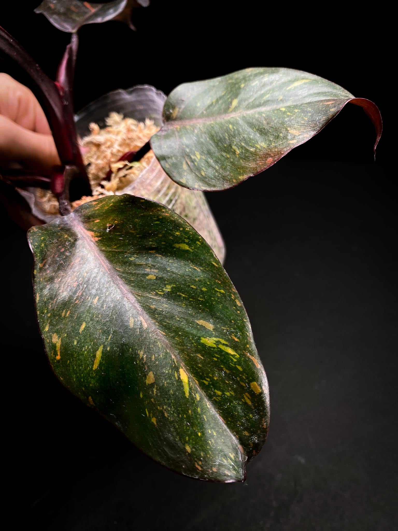 Philodendron Orange Princess Galaxy  5 Leaves Multiple Nodes Top Cutting Rooted