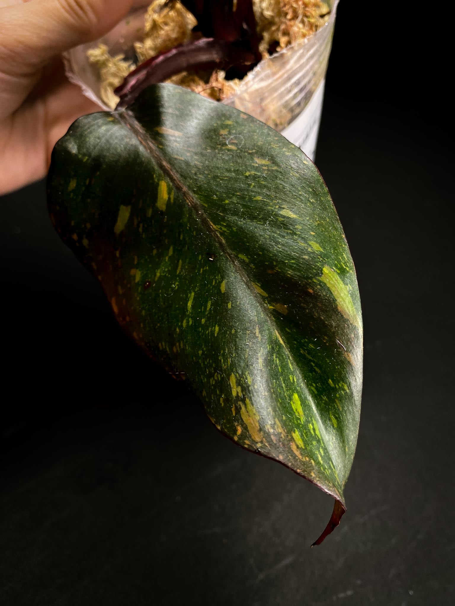 Philodendron Orange Princess Galaxy  5 Leaves Multiple Nodes Top Cutting Rooted