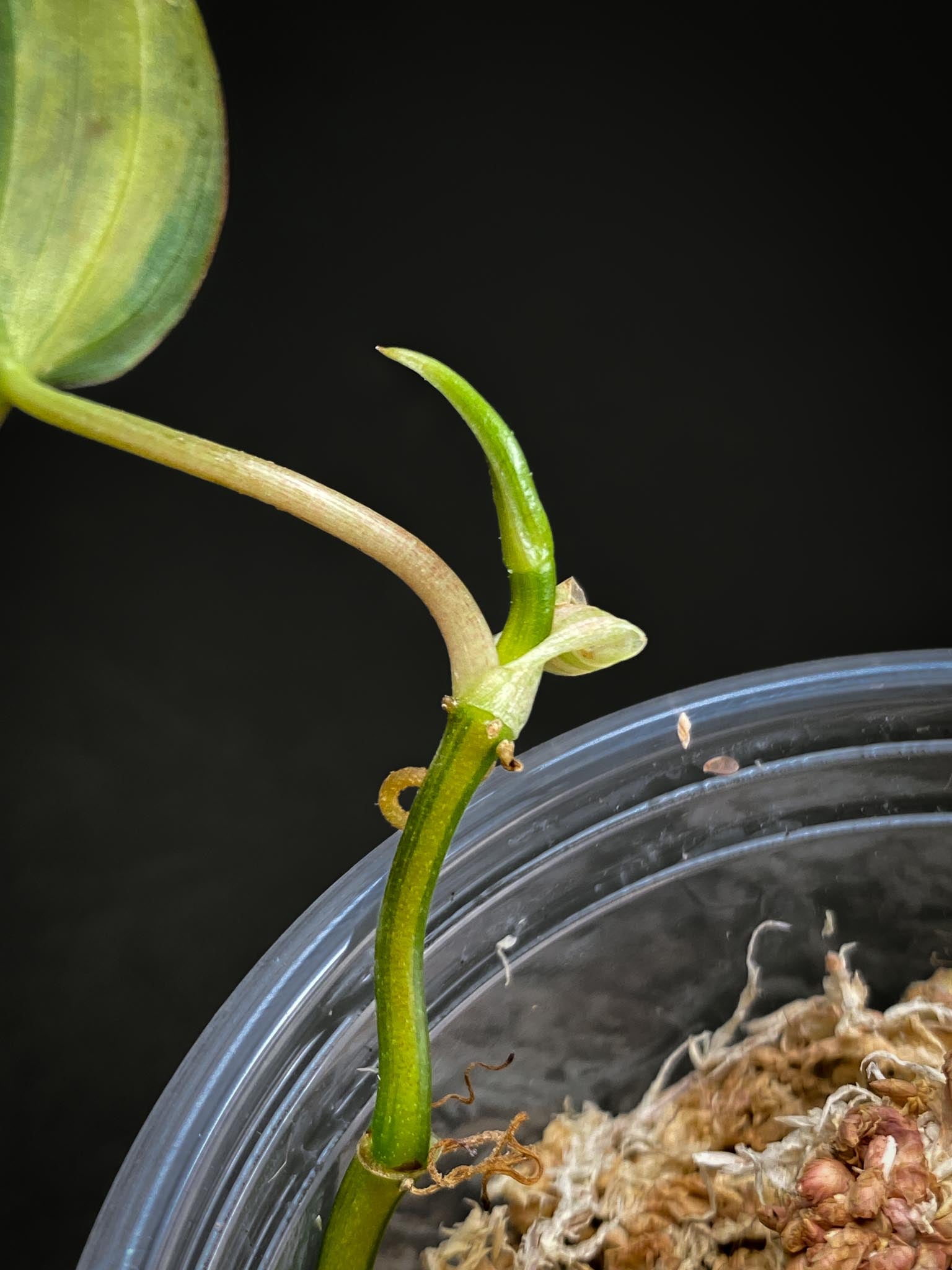 Philodendron Micans Variegated 2 Leaves  3 Nodes  1 Sprout Rooted