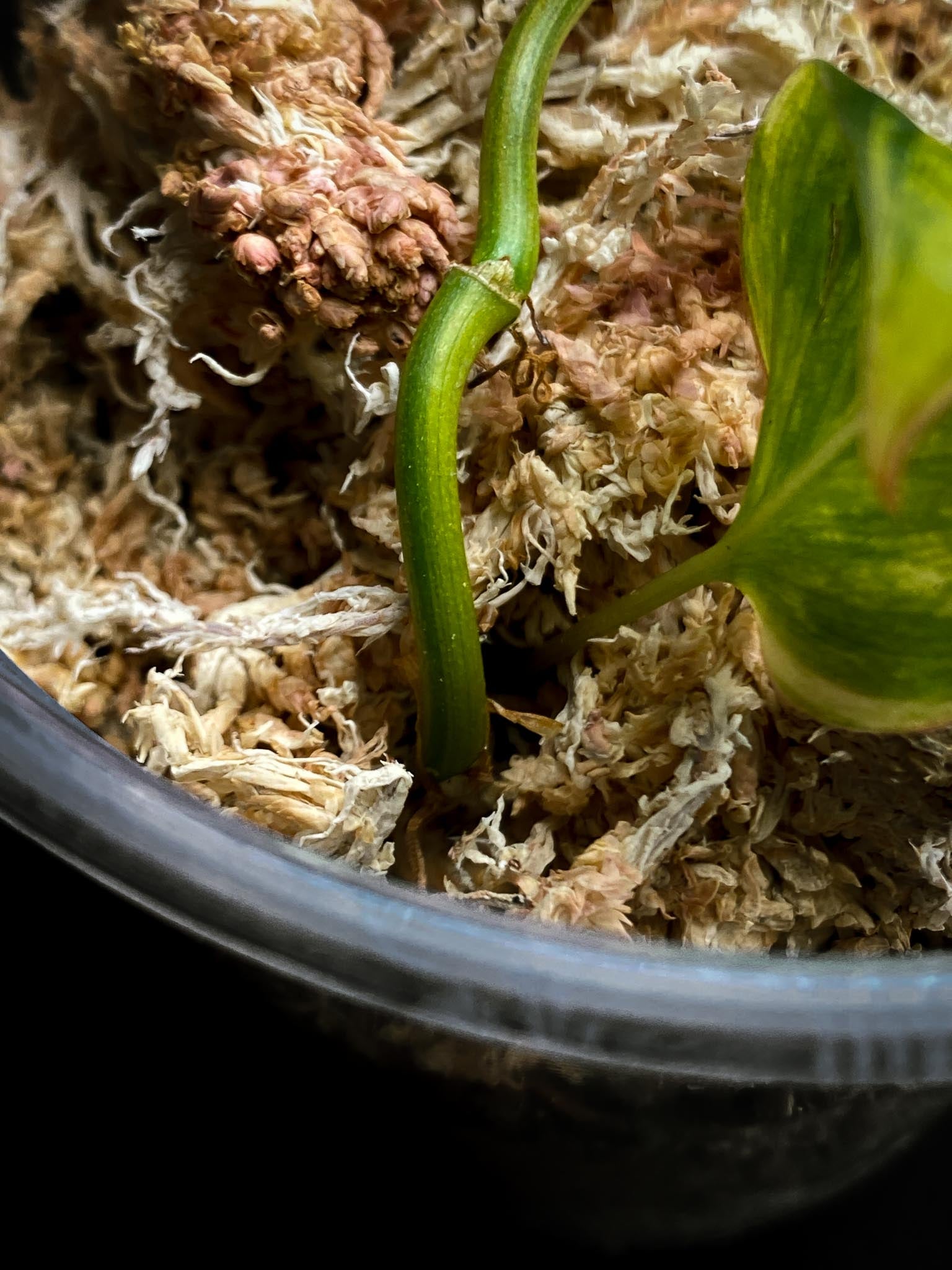 Philodendron Micans Variegated 2 Leaves  3 Nodes  1 Sprout Rooted