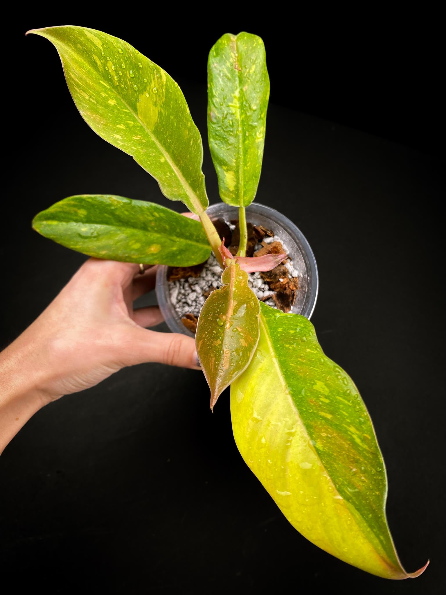 Philodendron Ring of Fire Round Form Multiple Leaves Multiple Nodes 1 Sprout top cutting Rooted