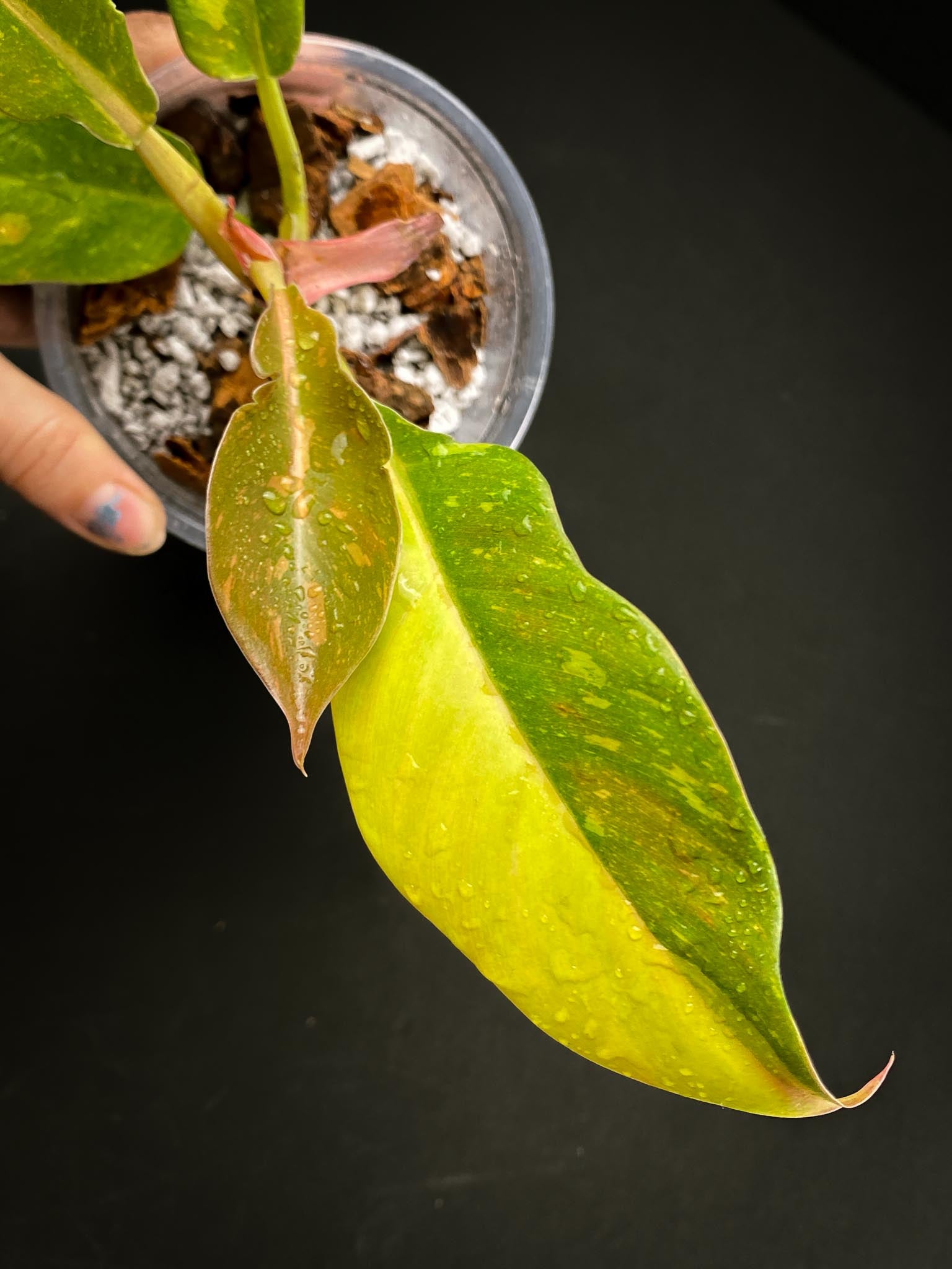 Philodendron Ring of Fire Round Form Multiple Leaves Multiple Nodes 1 Sprout top cutting Rooted