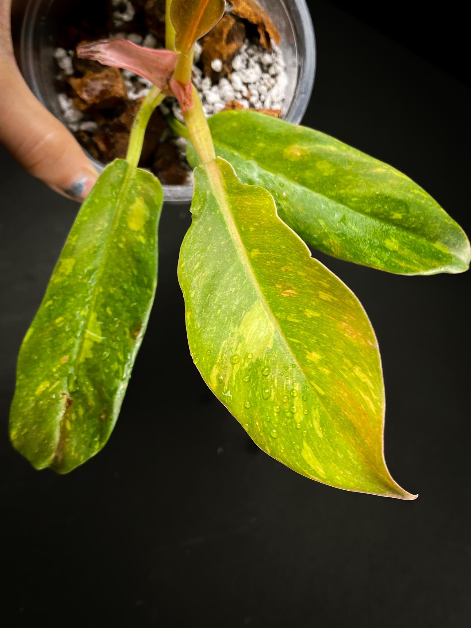 Philodendron Ring of Fire Round Form Multiple Leaves Multiple Nodes 1 Sprout top cutting Rooted