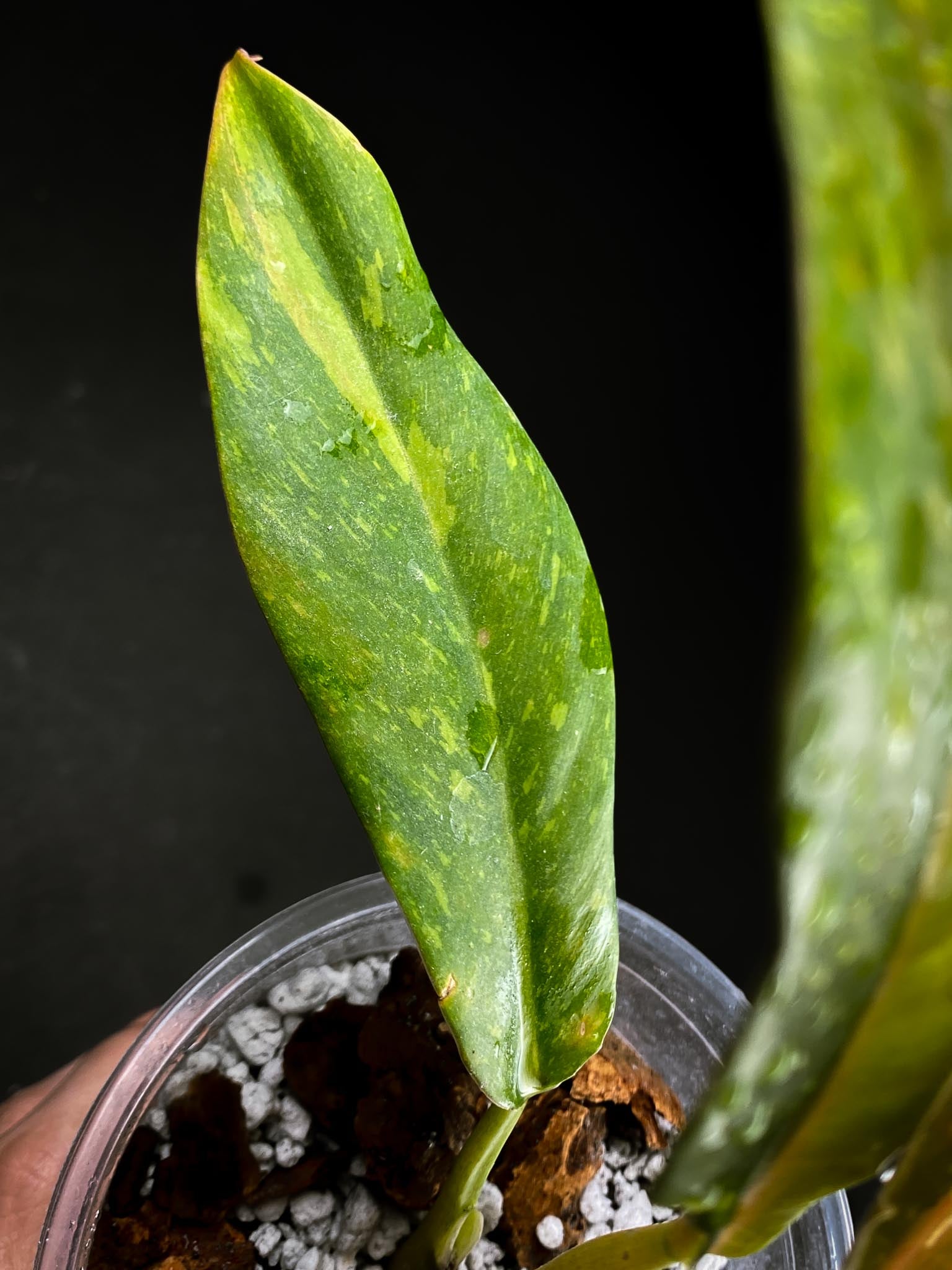 Philodendron Ring of Fire Round Form Multiple Leaves Multiple Nodes 1 Sprout top cutting Rooted