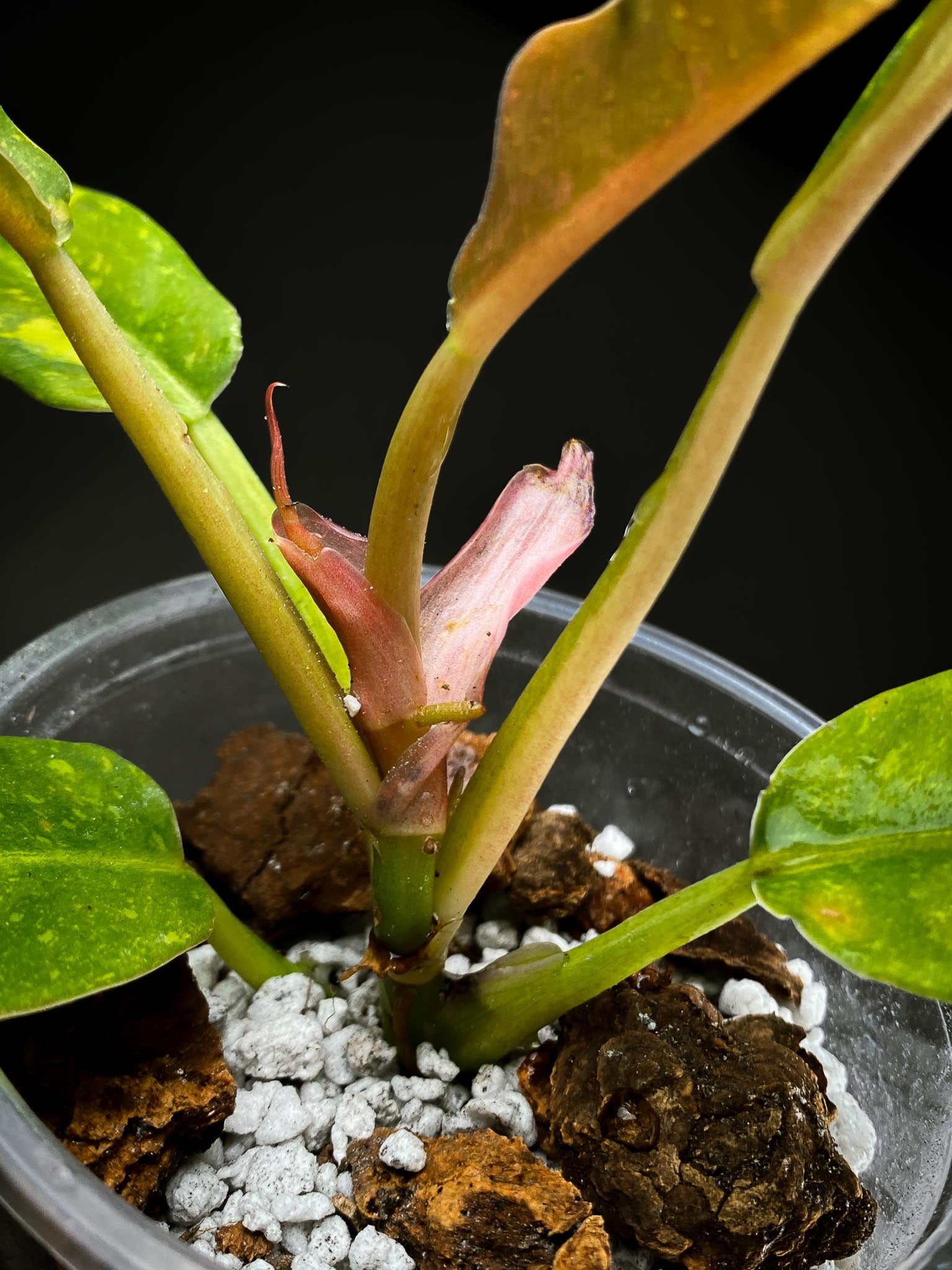 Philodendron Ring of Fire Round Form Multiple Leaves Multiple Nodes 1 Sprout top cutting Rooted