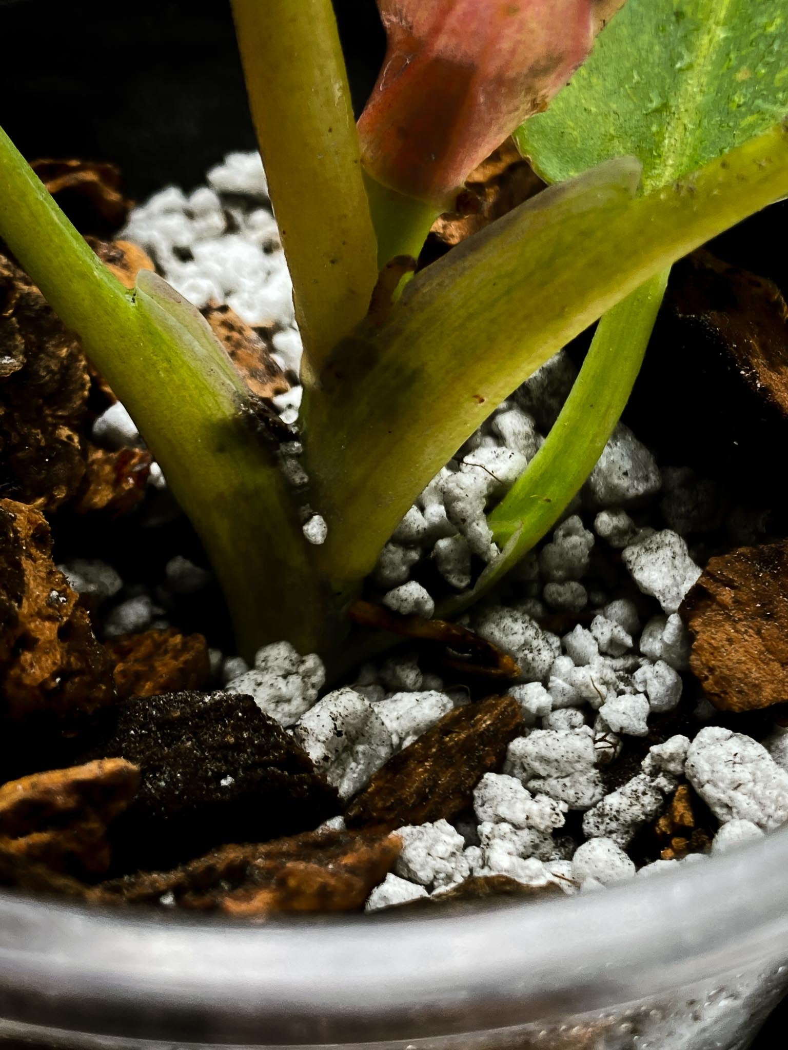 Philodendron Ring of Fire Round Form Multiple Leaves Multiple Nodes 1 Sprout top cutting Rooted