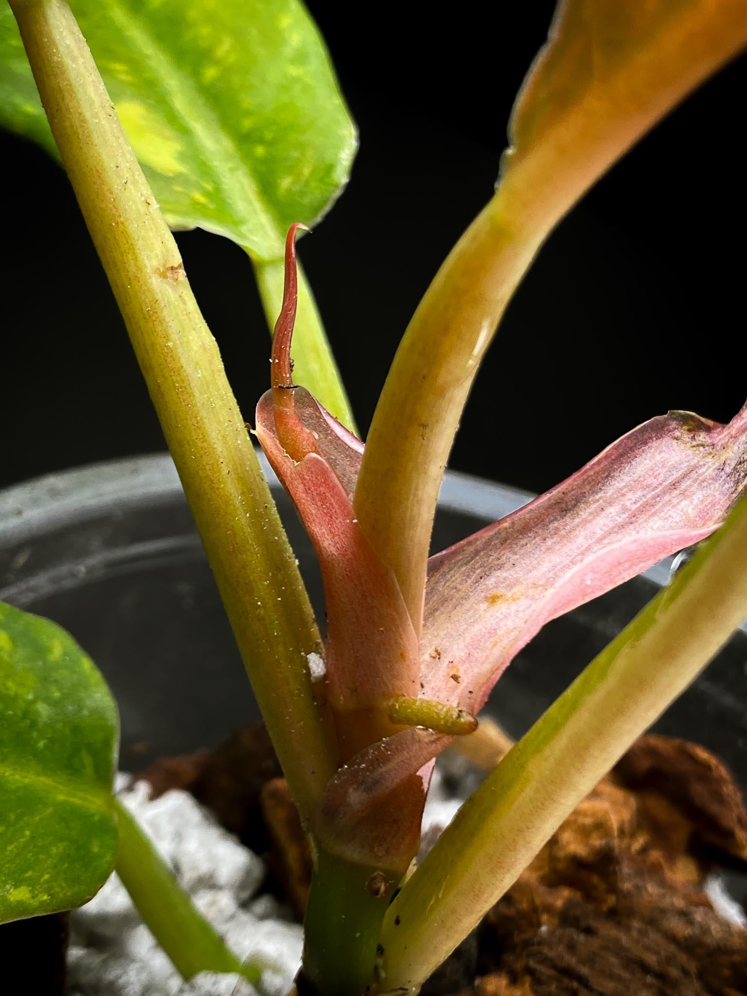 Philodendron Ring of Fire Round Form Multiple Leaves Multiple Nodes 1 Sprout top cutting Rooted