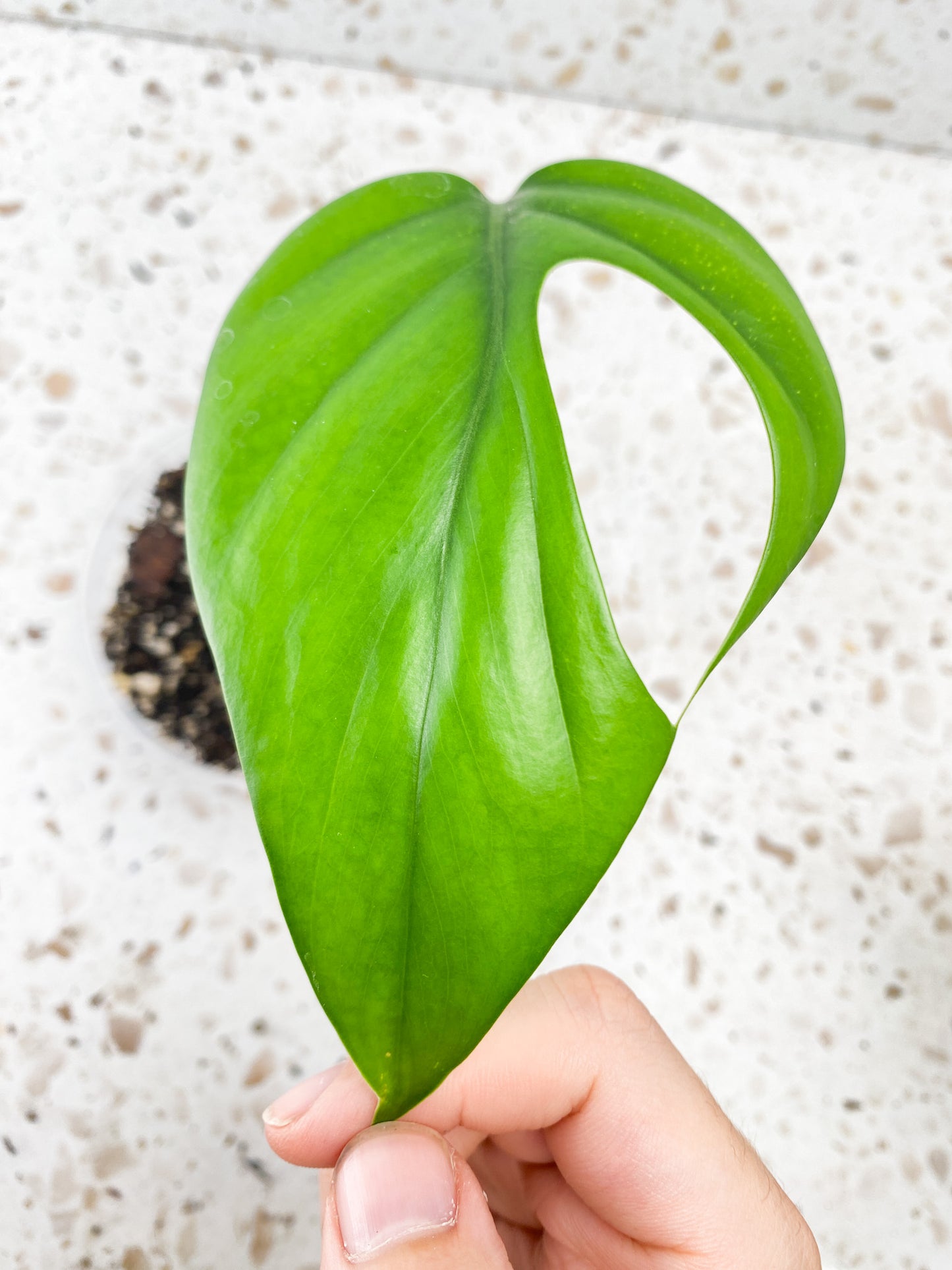 Rhaphidophora sp. Flame 1 leaf top cutting