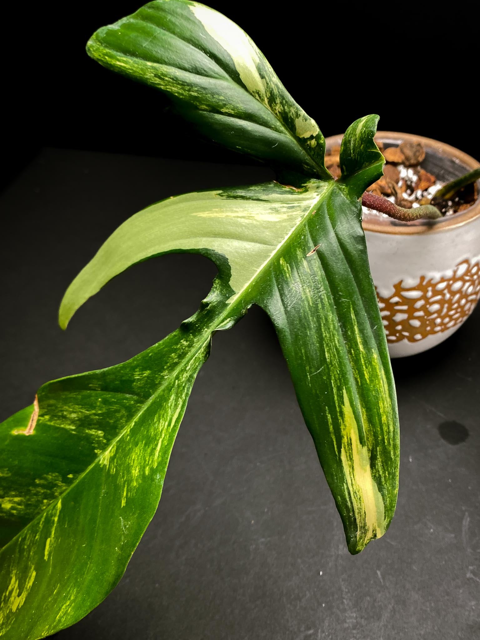 Philodendron Florida beauty 2 Leaves  2 Nodes  1 Growing Bud Rooted