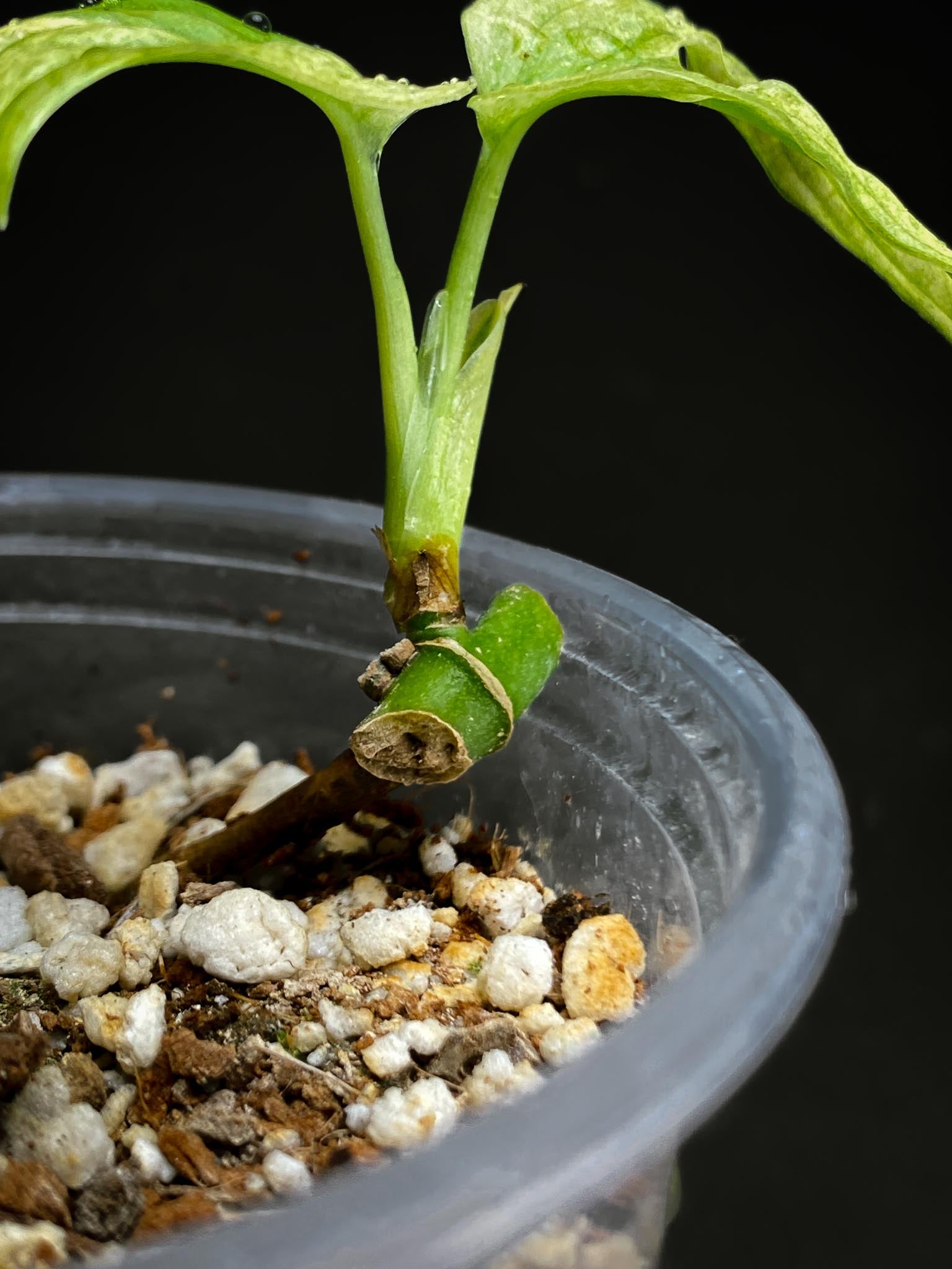 Monstera Acuminata Variegated 2 Leaves  Multiple  Nodes  top cutting Rooted