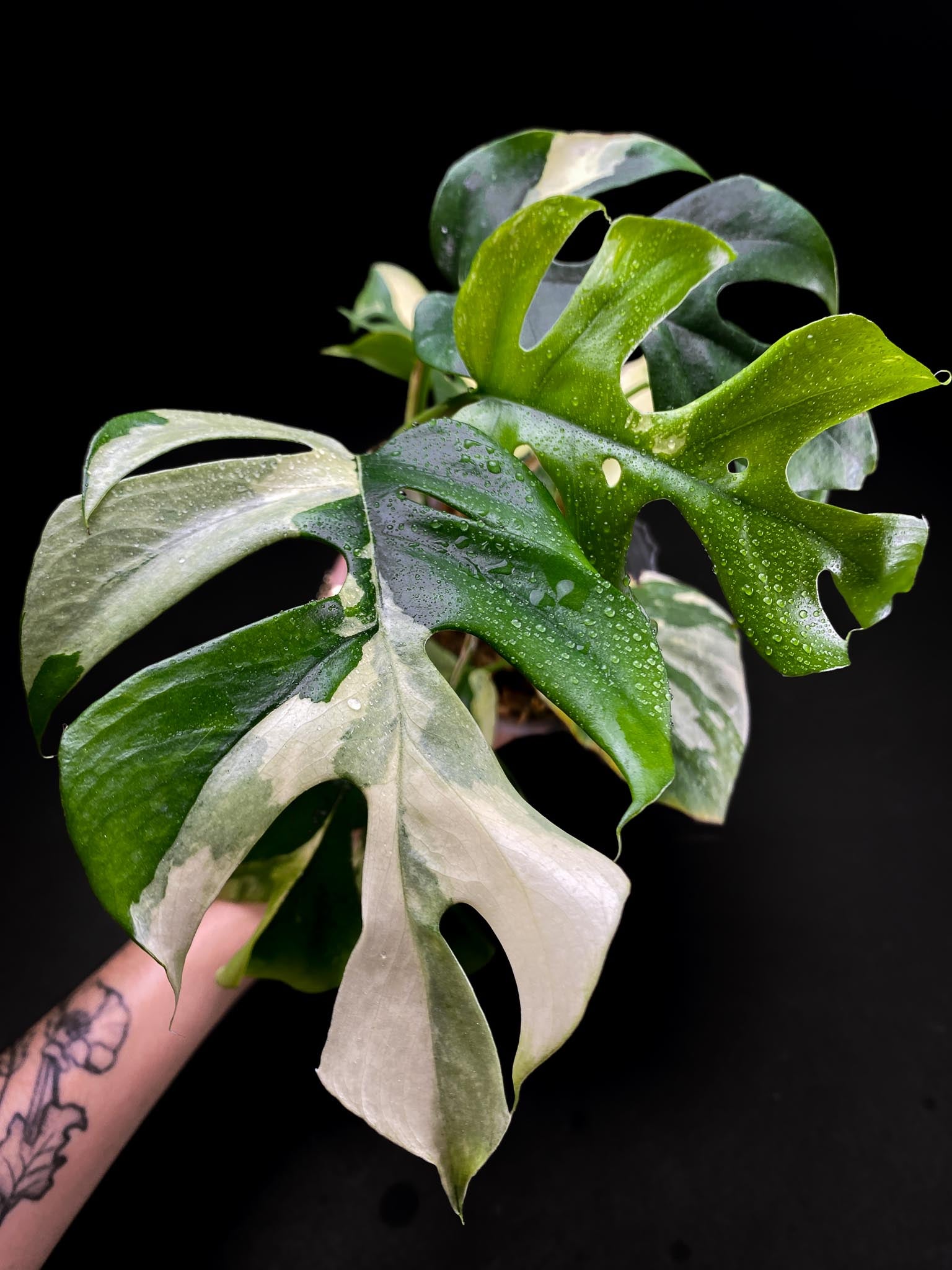 Rhaphidophora tetrasperma variegated Multiple Leaves Multiple Nodes top cutting Rooted