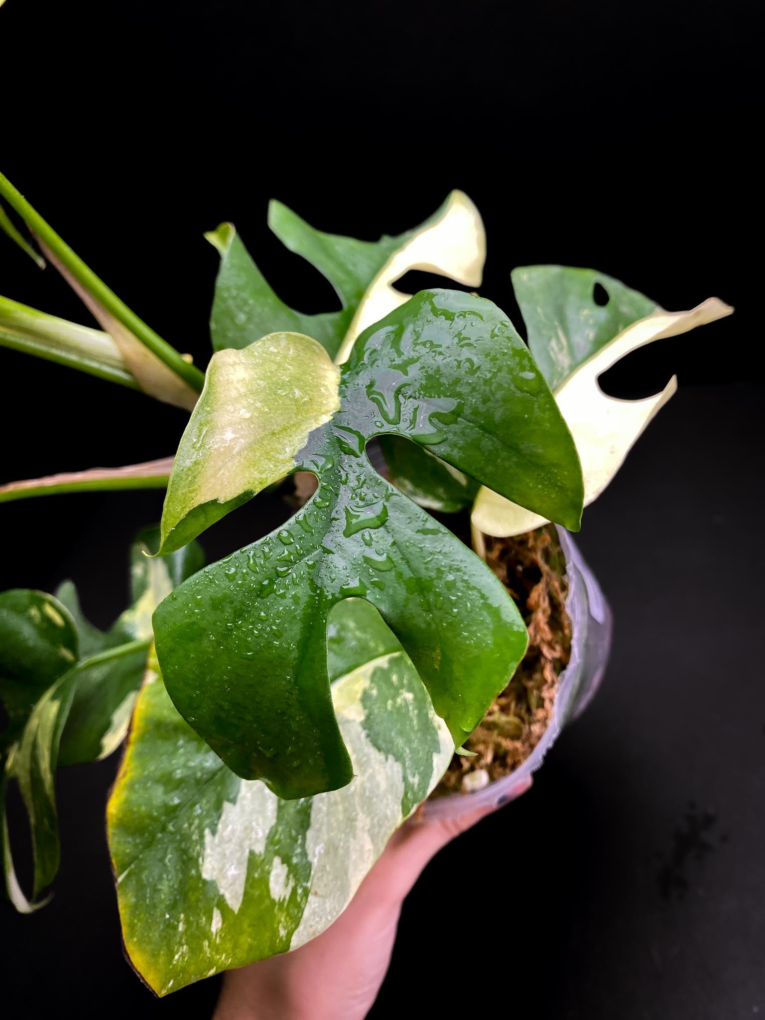 Rhaphidophora tetrasperma variegated Multiple Leaves Multiple Nodes top cutting Rooted