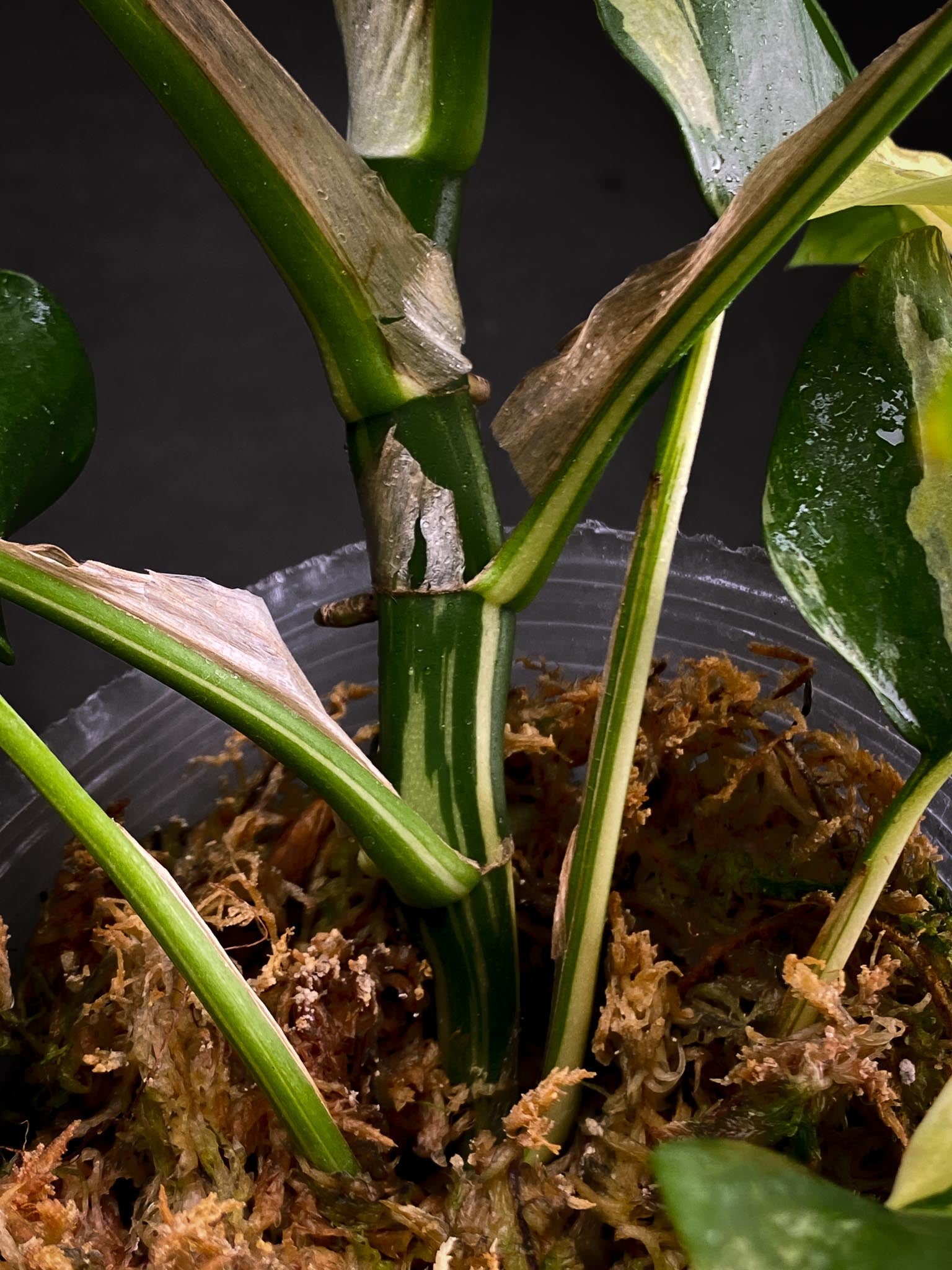 Rhaphidophora tetrasperma variegated Multiple Leaves Multiple Nodes top cutting Rooted