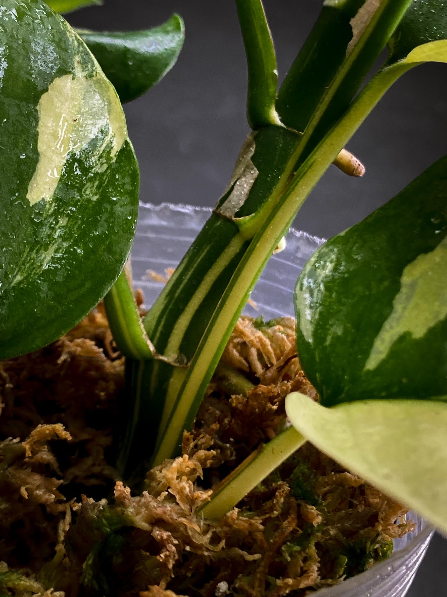 Rhaphidophora tetrasperma variegated Multiple Leaves Multiple Nodes top cutting Rooted