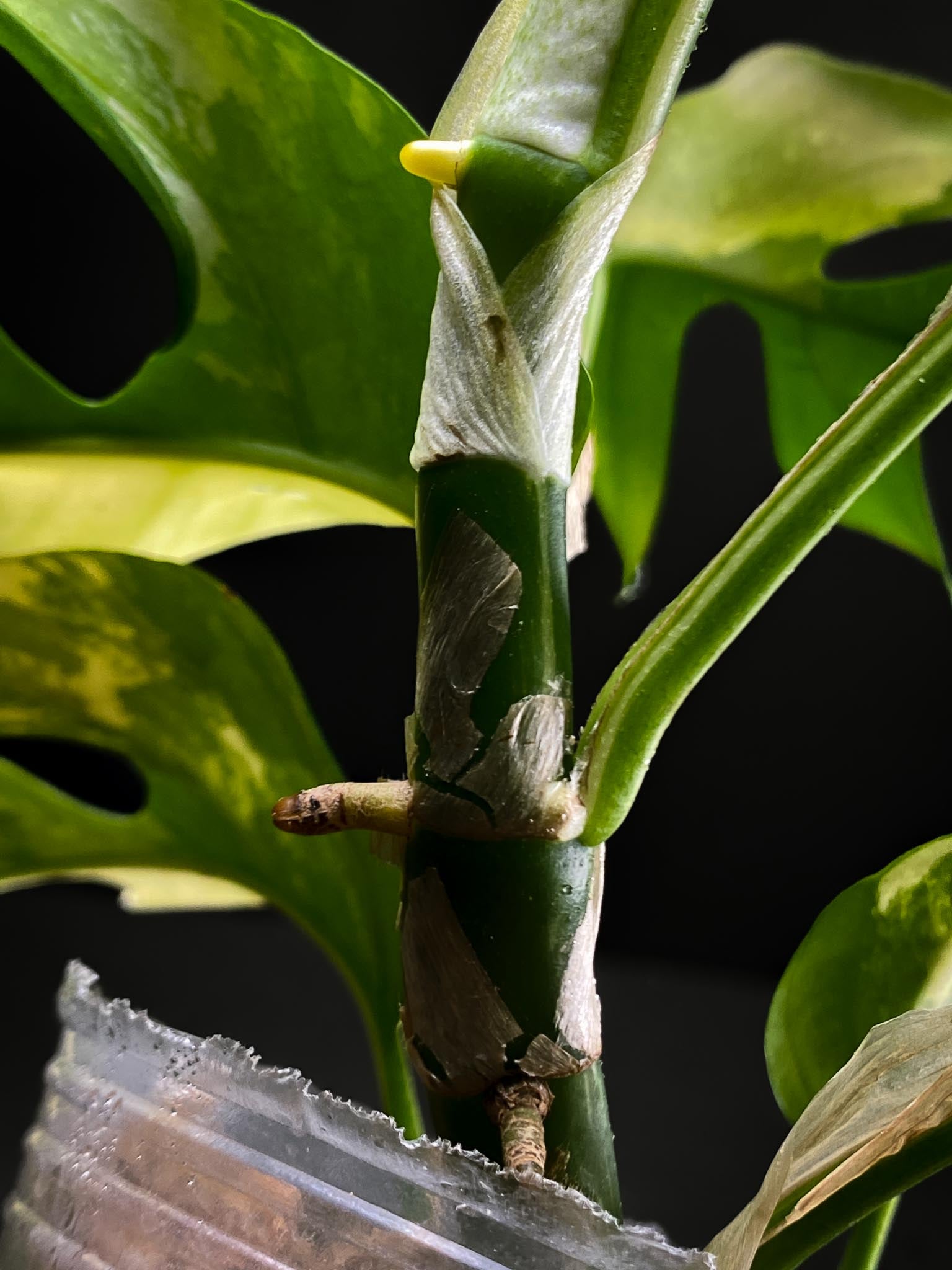 Rhaphidophora tetrasperma variegated Multiple Leaves Multiple Nodes top cutting Rooted