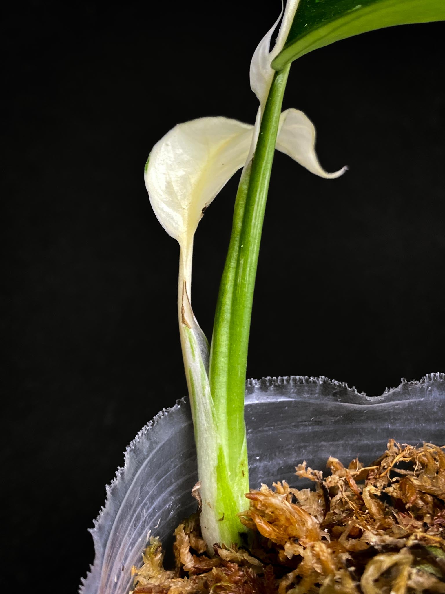 Rhaphidophora tetrasperma variegated white monster 3 Leaves m. Nodes 1 Sprout top cutting Rooted