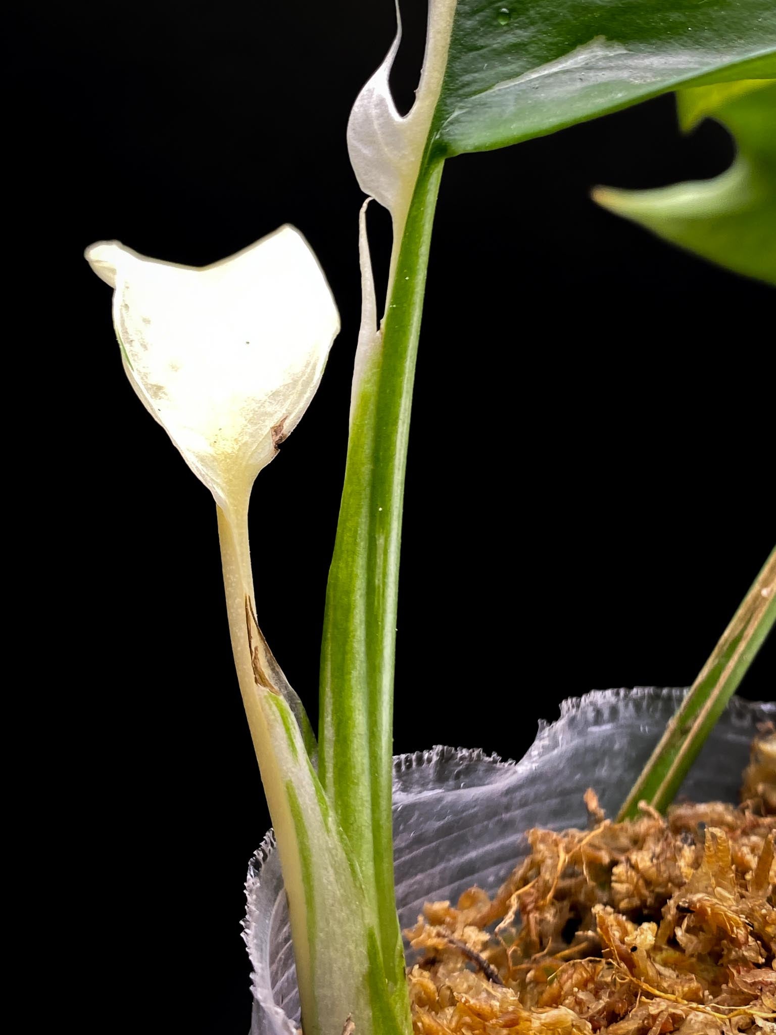 Rhaphidophora tetrasperma variegated white monster 3 Leaves m. Nodes 1 Sprout top cutting Rooted