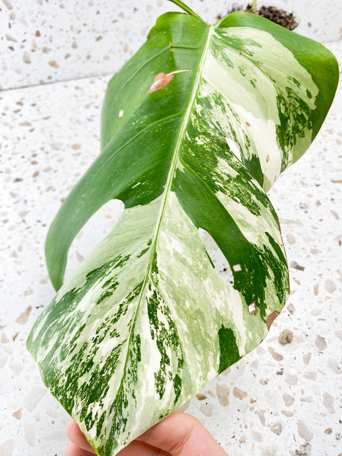Monstera Albo White Tiger 1 leaf 1 baby leaf