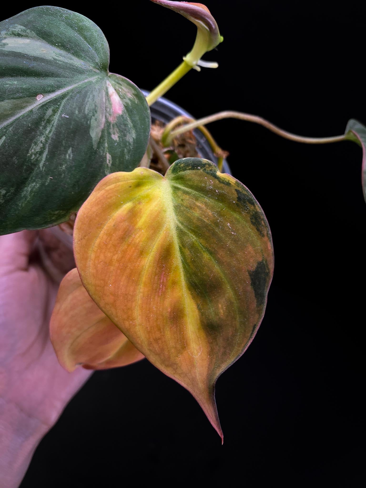 Philodendron Micans Variegated 4 Leaves  Multiple Nodes 1 Sprout  Highly Variegated Rooted