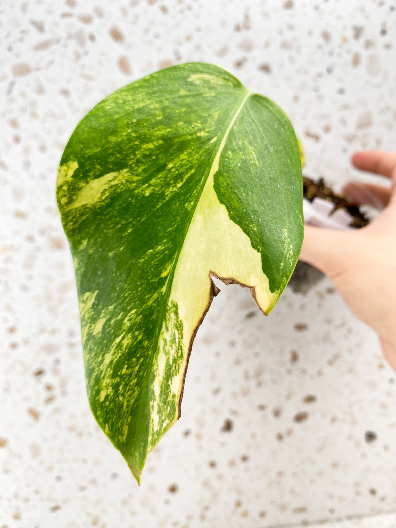 RESERVED for Taylor: Monstera Aurea Tricolor 1 baby leaf