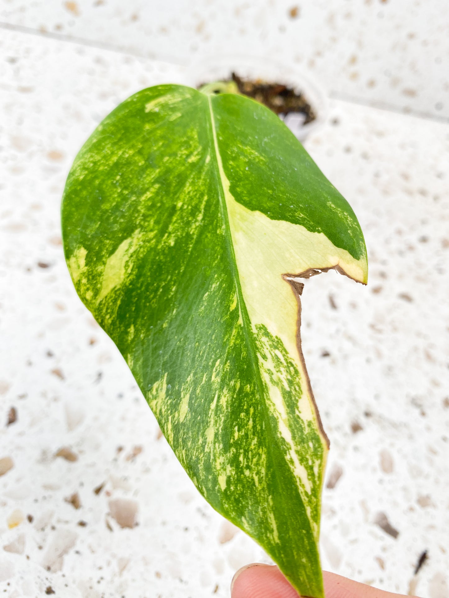 RESERVED for Taylor: Monstera Aurea Tricolor 1 baby leaf