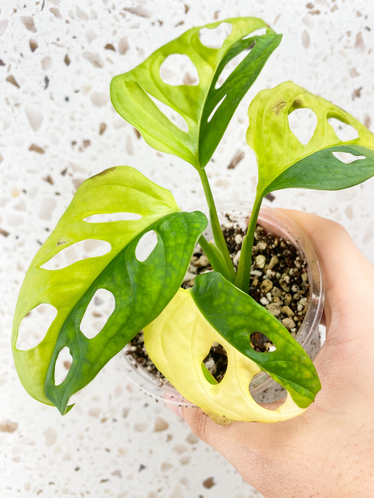 Monstera Adansonii Aurea 5 leaf top cutting