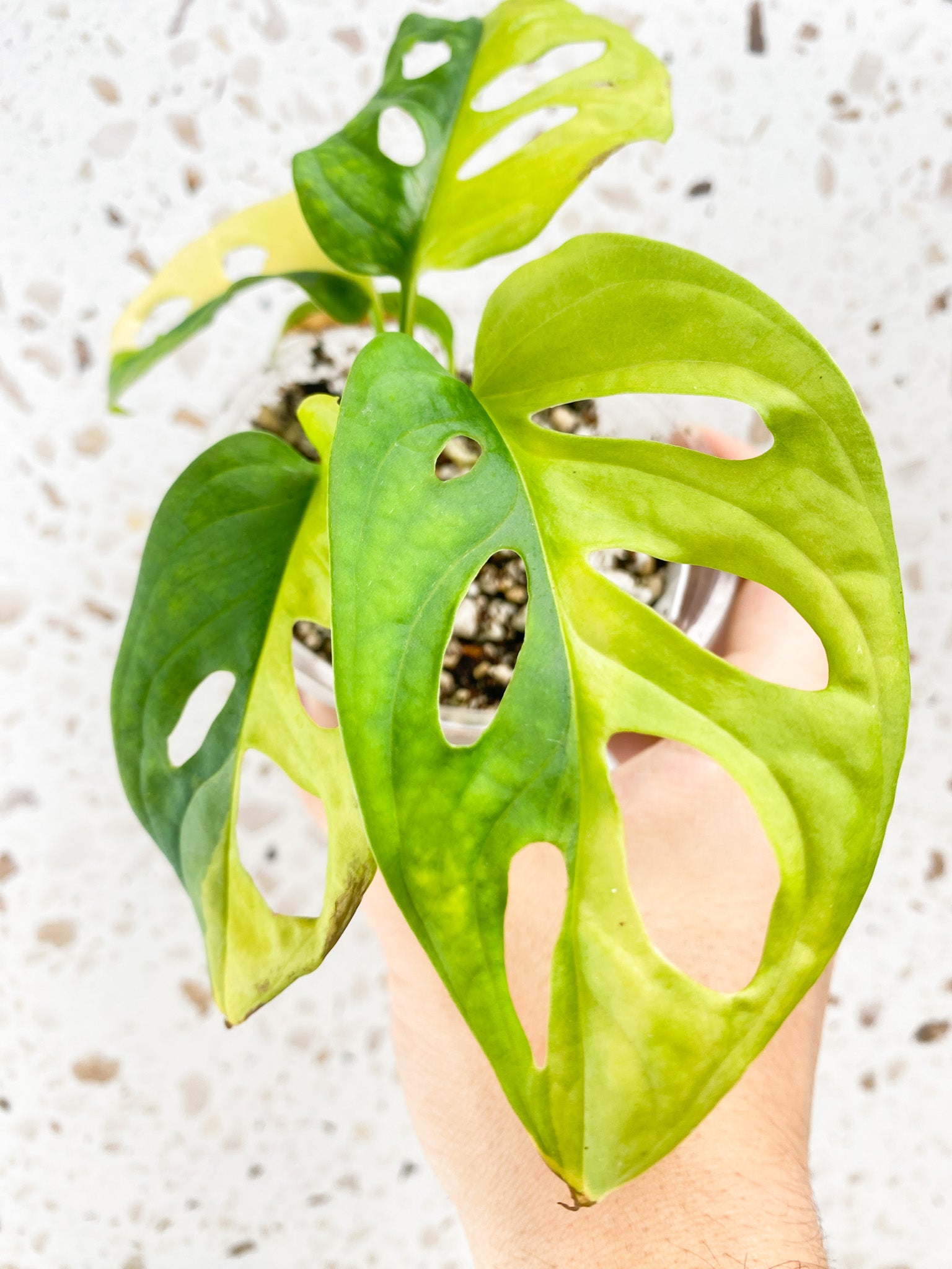 Monstera Adansonii Aurea 5 leaf top cutting