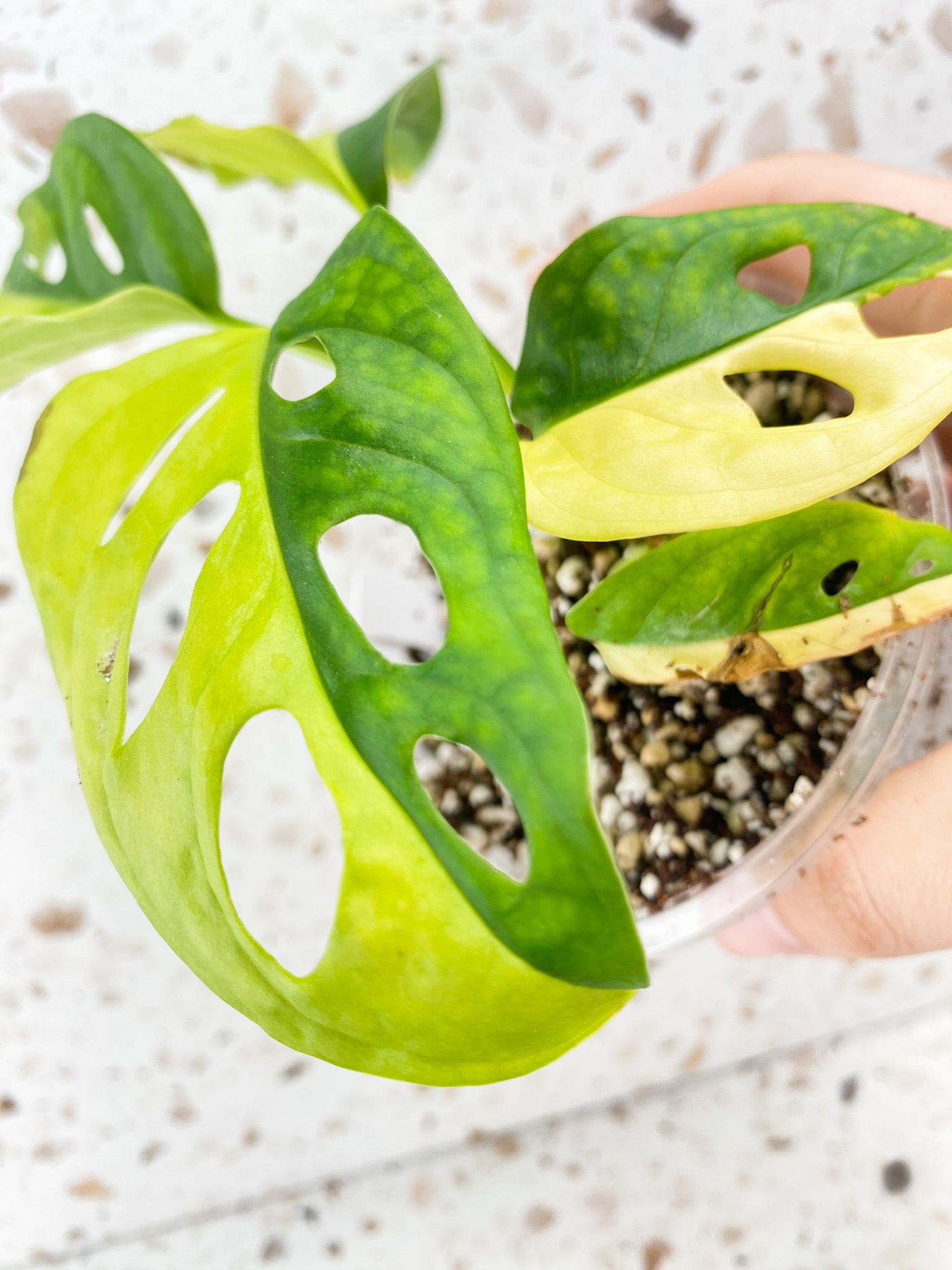 Monstera Adansonii Aurea 5 leaf top cutting