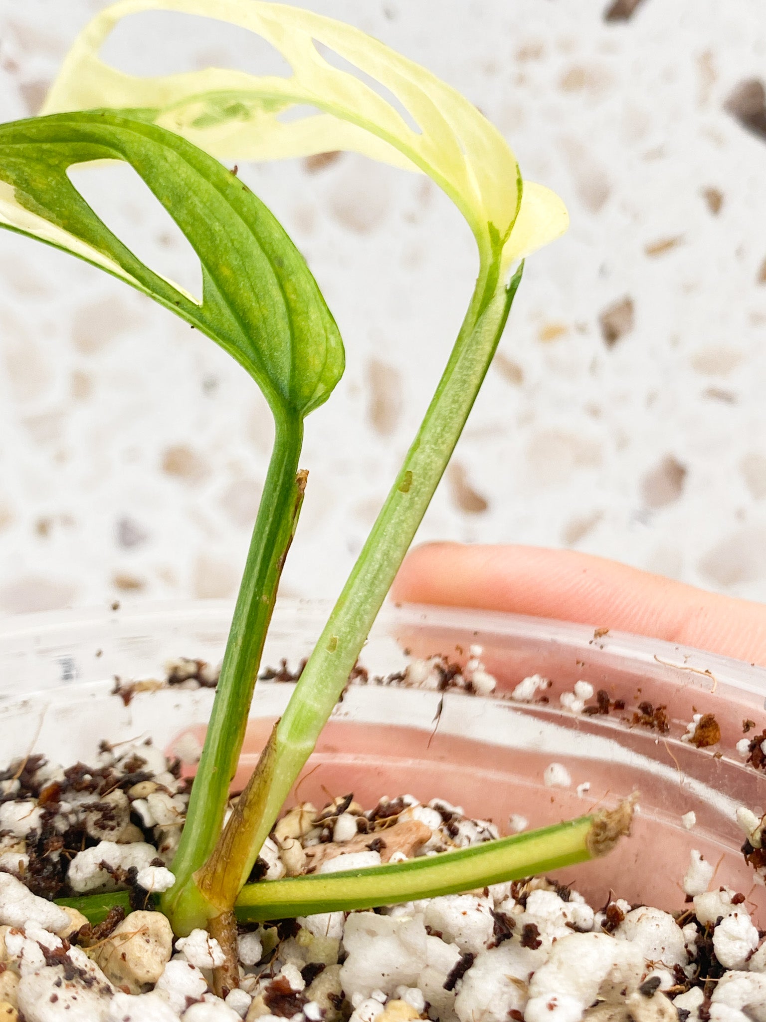 Monstera Acuminata Variegated 2 leaves