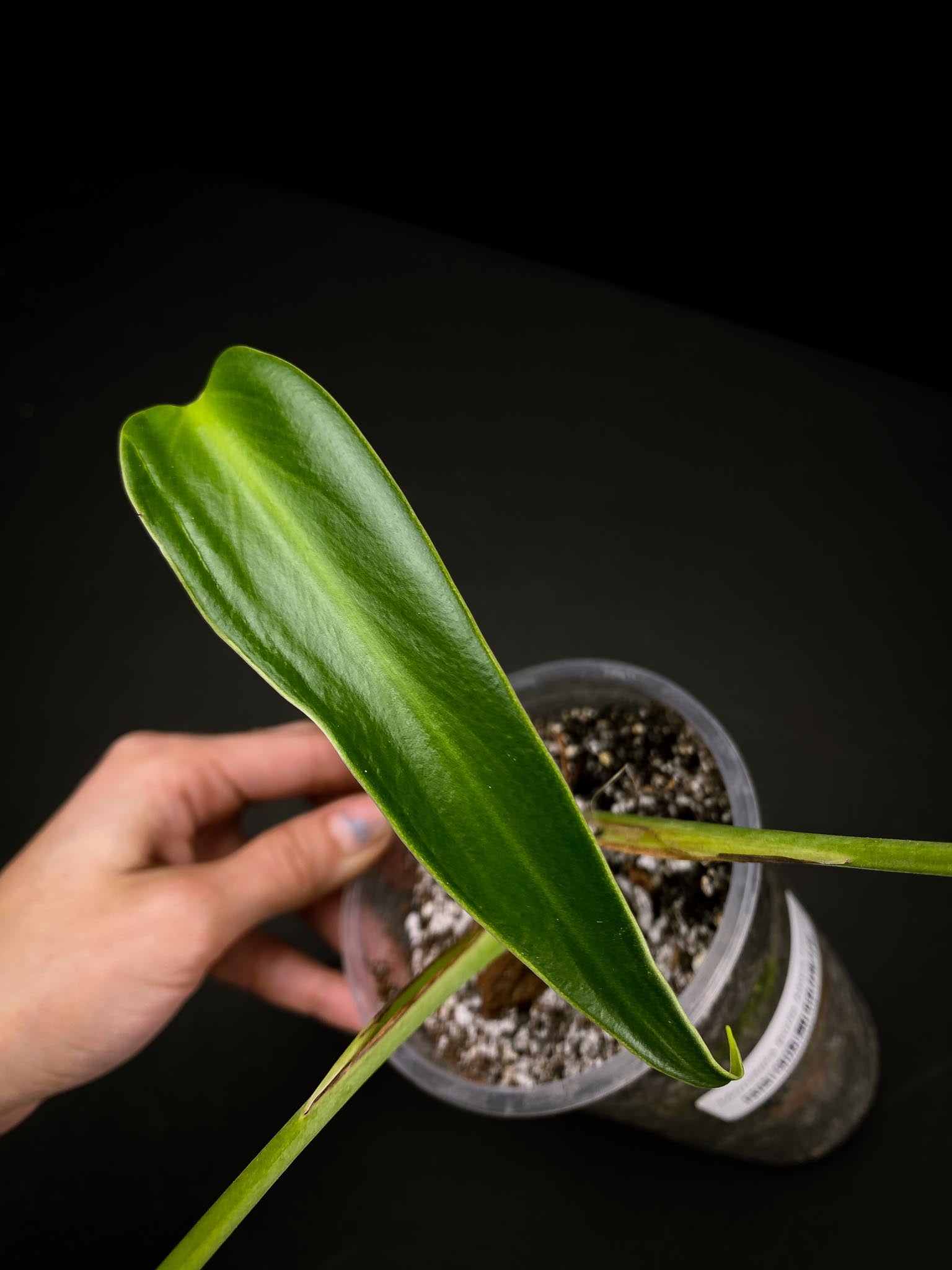 Monstera Burle marx Flame 3 Leaves  3 Nodes  Rooted