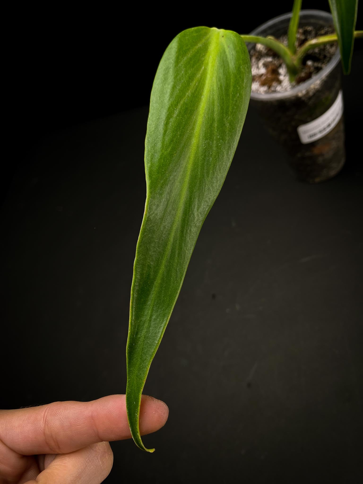 Monstera Burle marx Flame 3 Leaves  3 Nodes  Rooted