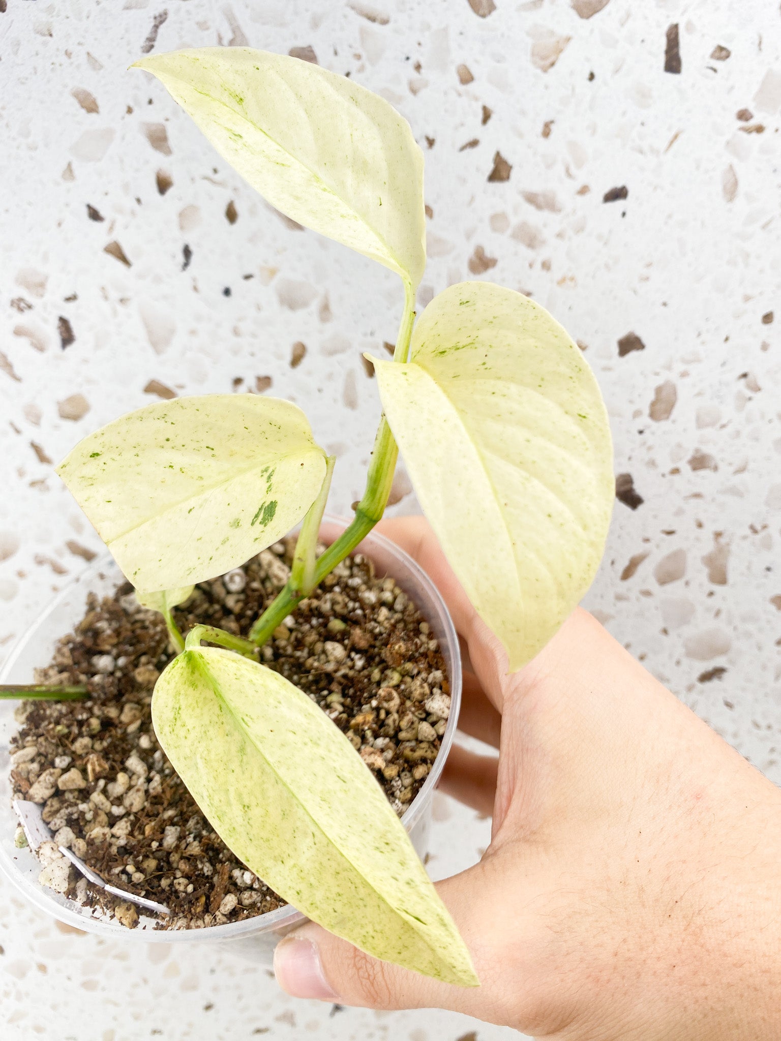 Monstera Laniata Variegated 6 leaf top cutting